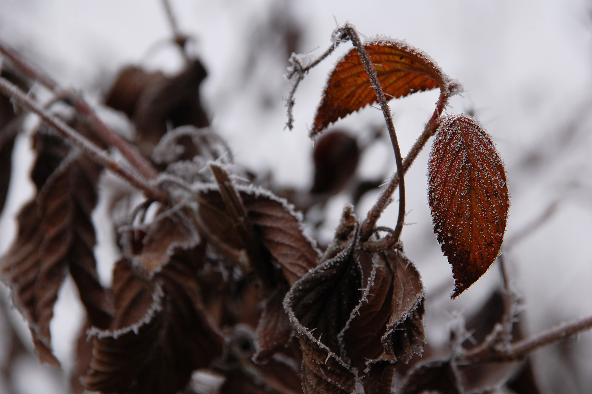 Nikon D40 + Sigma 18-200mm F3.5-6.3 DC sample photo. The world of winter photography