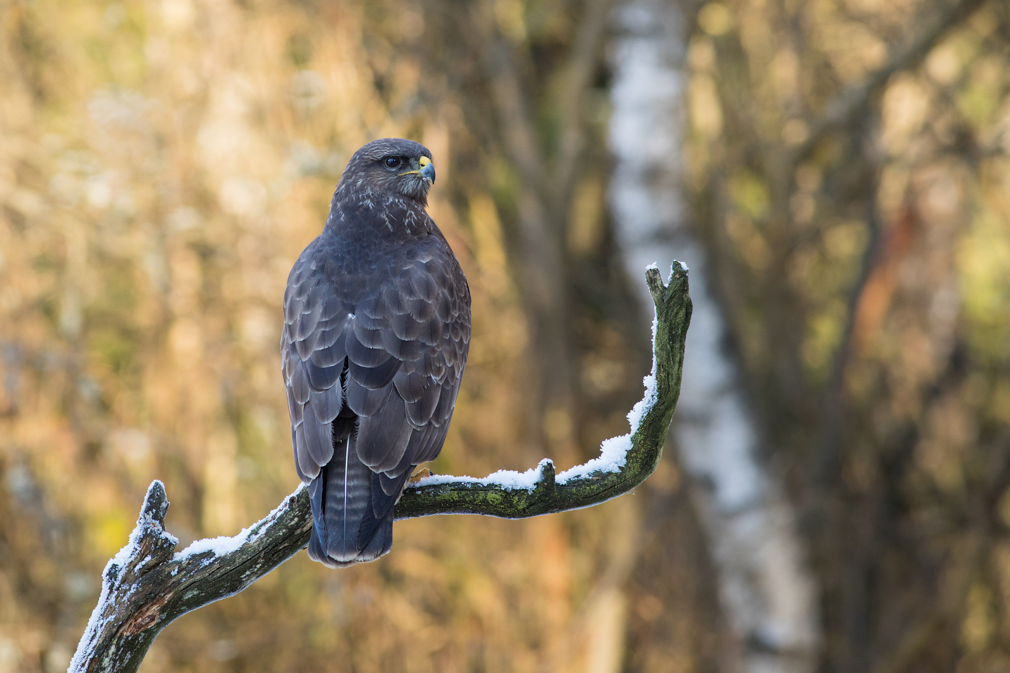 Canon EF 400mm F5.6L USM sample photo. Káně lesní (buteo buteo) photography