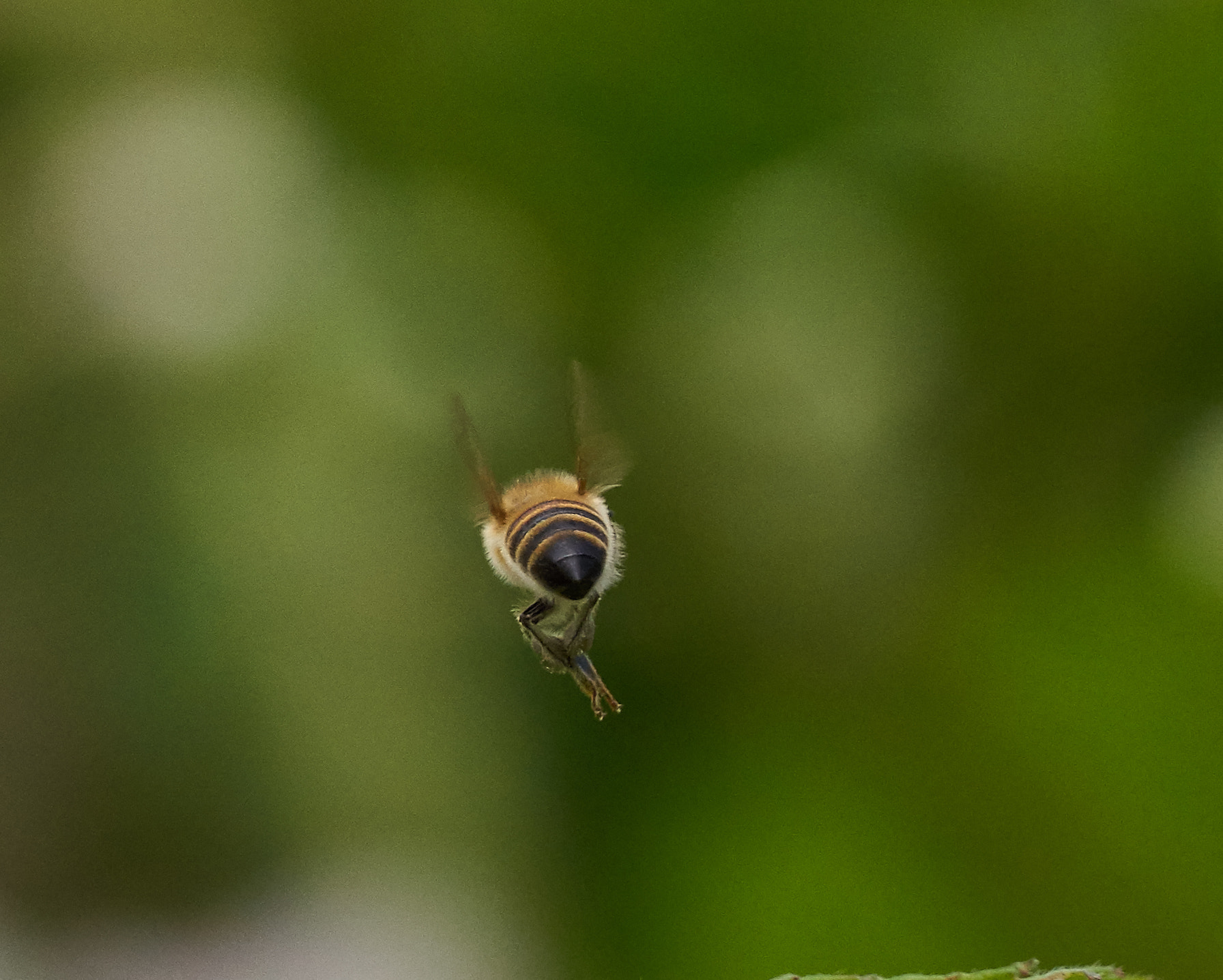 Sony 70-300mm F4.5-5.6 G SSM sample photo. Bee photography