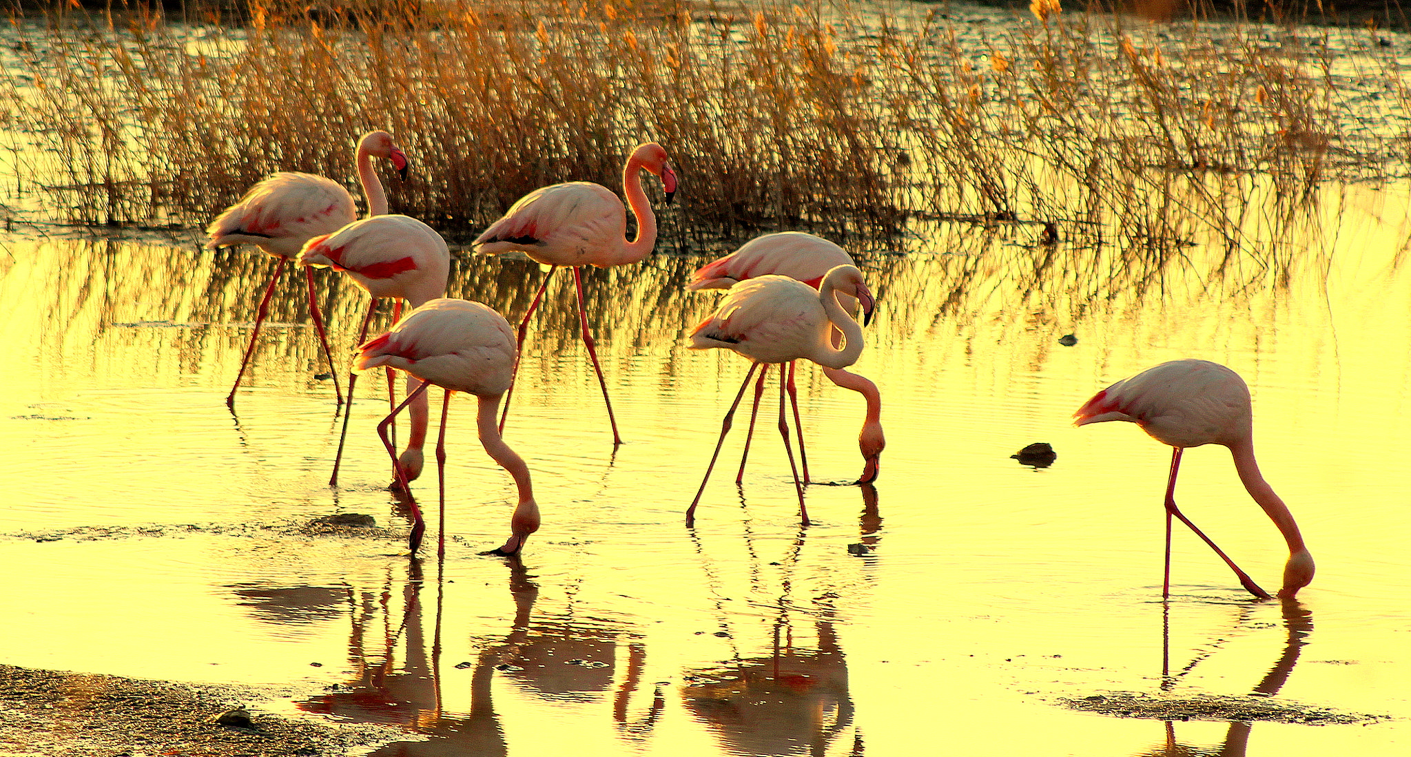 Canon EF 75-300mm f/4-5.6 USM sample photo. Flamingo photography
