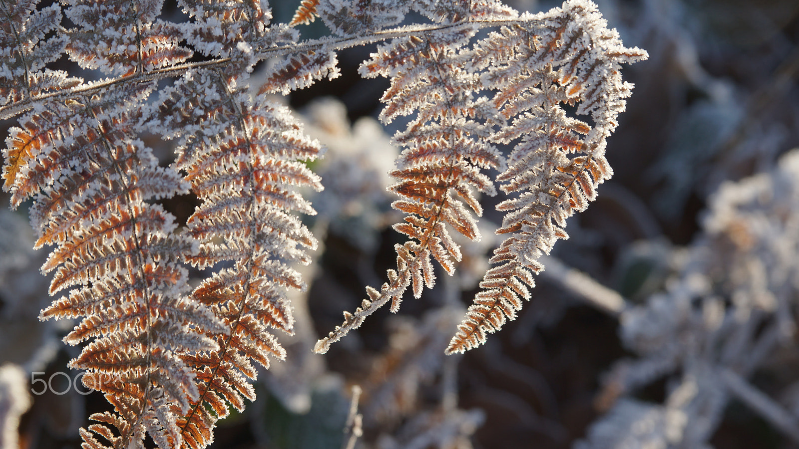 Sony SLT-A77 + Tamron Lens (255) sample photo. Frozen photography