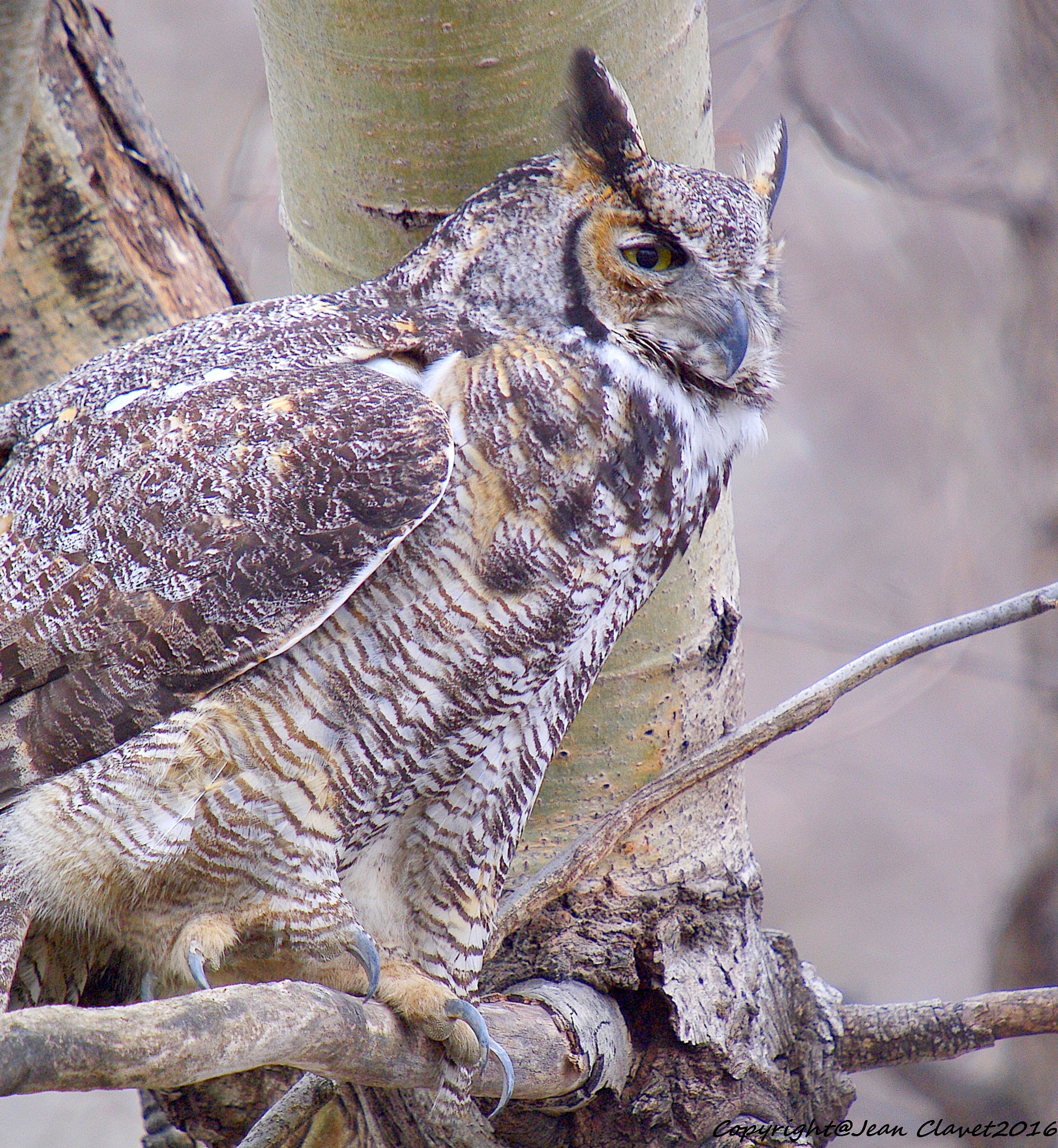 Pentax K-7 + Sigma sample photo. Grand duc d'amérique/ great horned owl photography