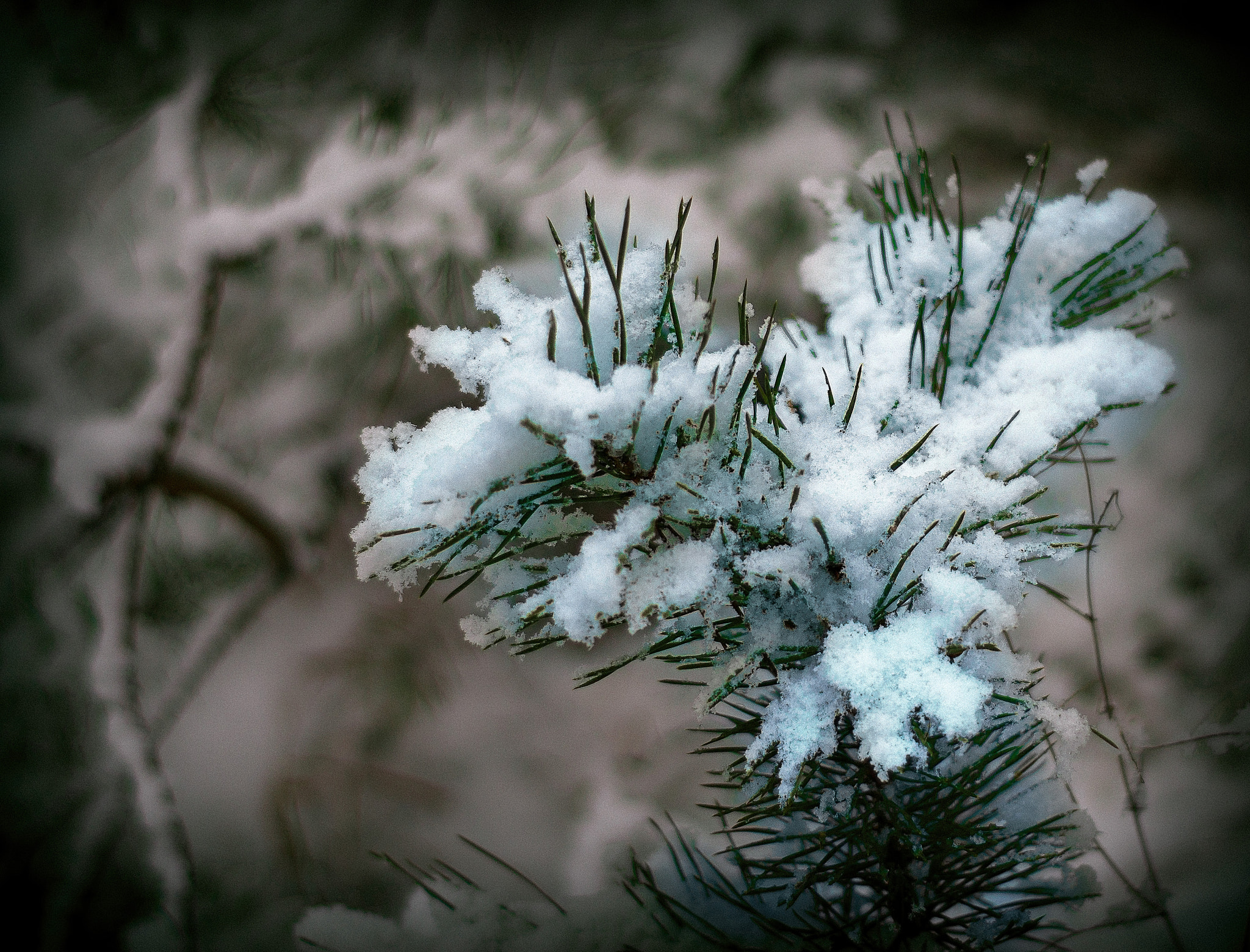 Pentax K-S2 + Pentax smc DA 50mm F1.8 sample photo. Happy new year!!! photography