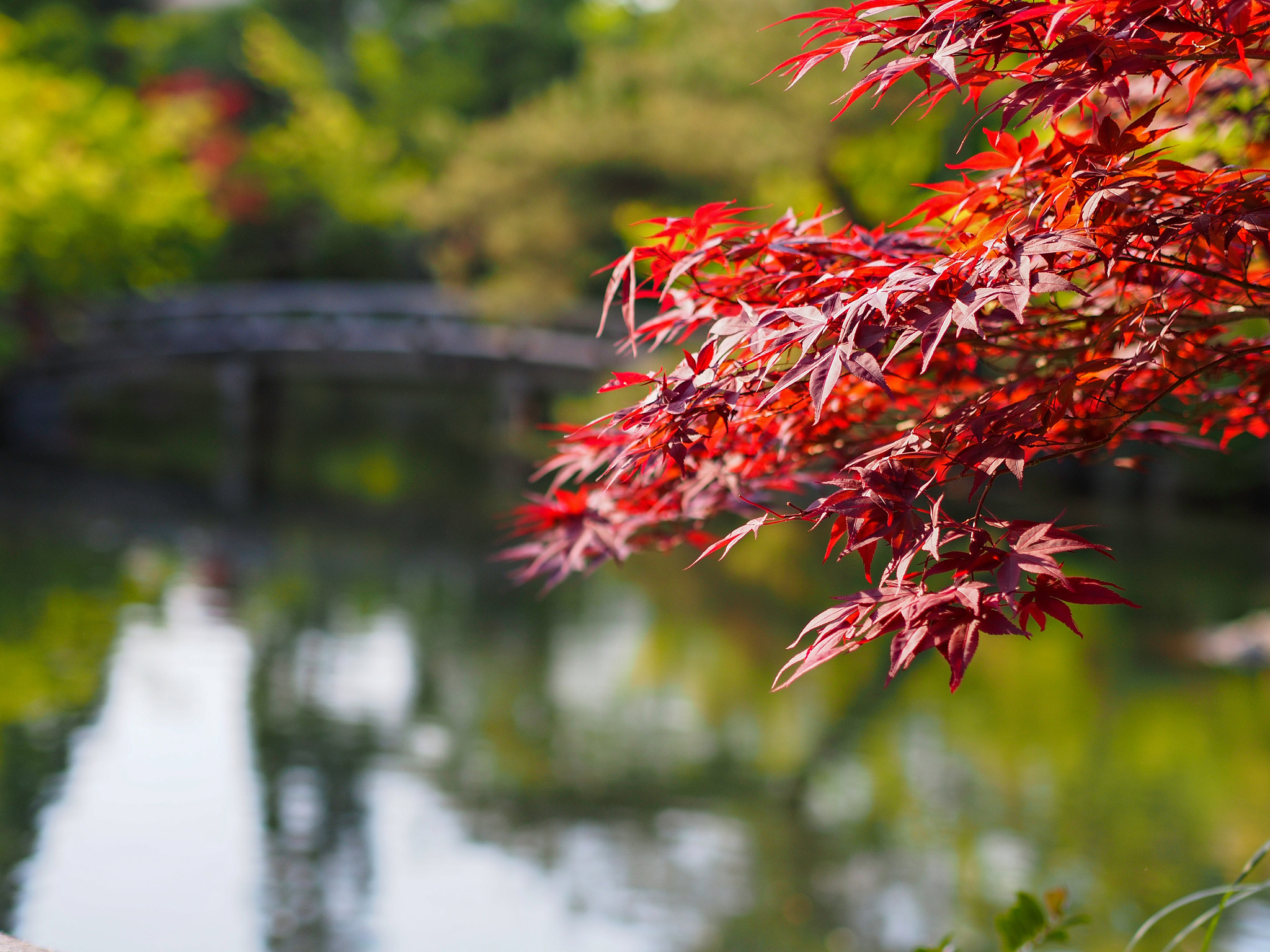 Olympus PEN E-PL5 sample photo. Kyoto photography