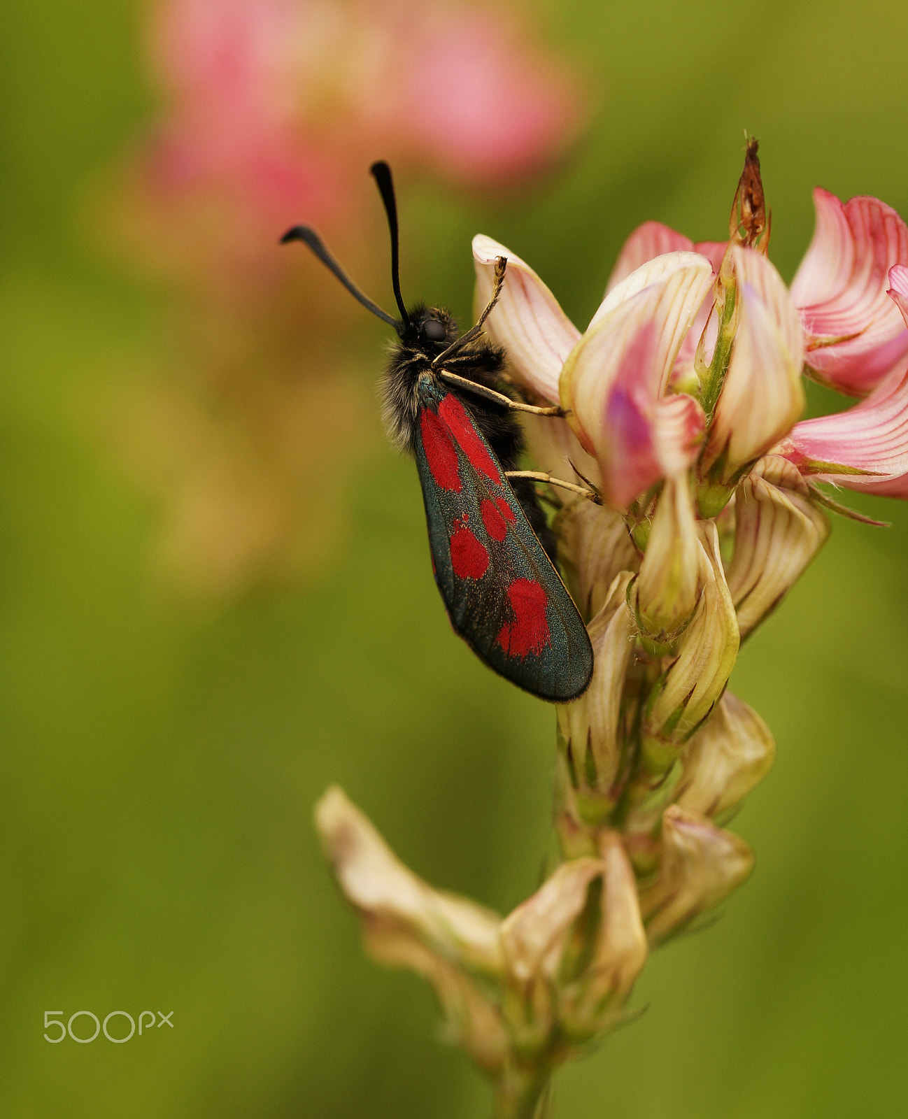 Sony SLT-A57 + 90mm F2.8 Macro SSM sample photo. Zygaena loti photography