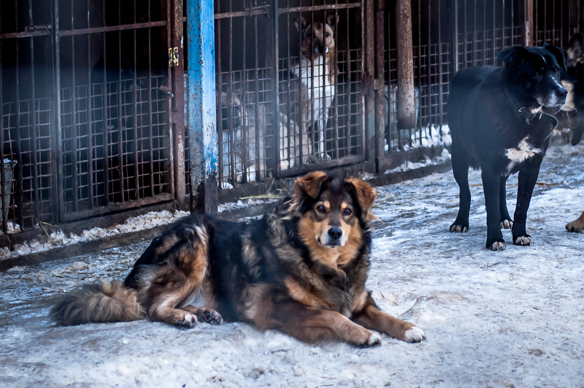 Nikon D70s + Nikon AF Nikkor 50mm F1.4D sample photo. Барбос photography