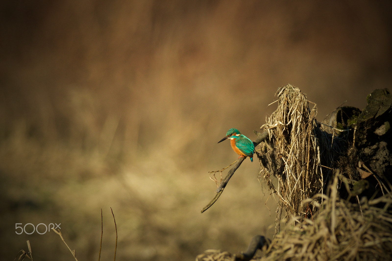 Canon EF 200-400mm F4L IS USM Extender 1.4x sample photo. Flying gem photography