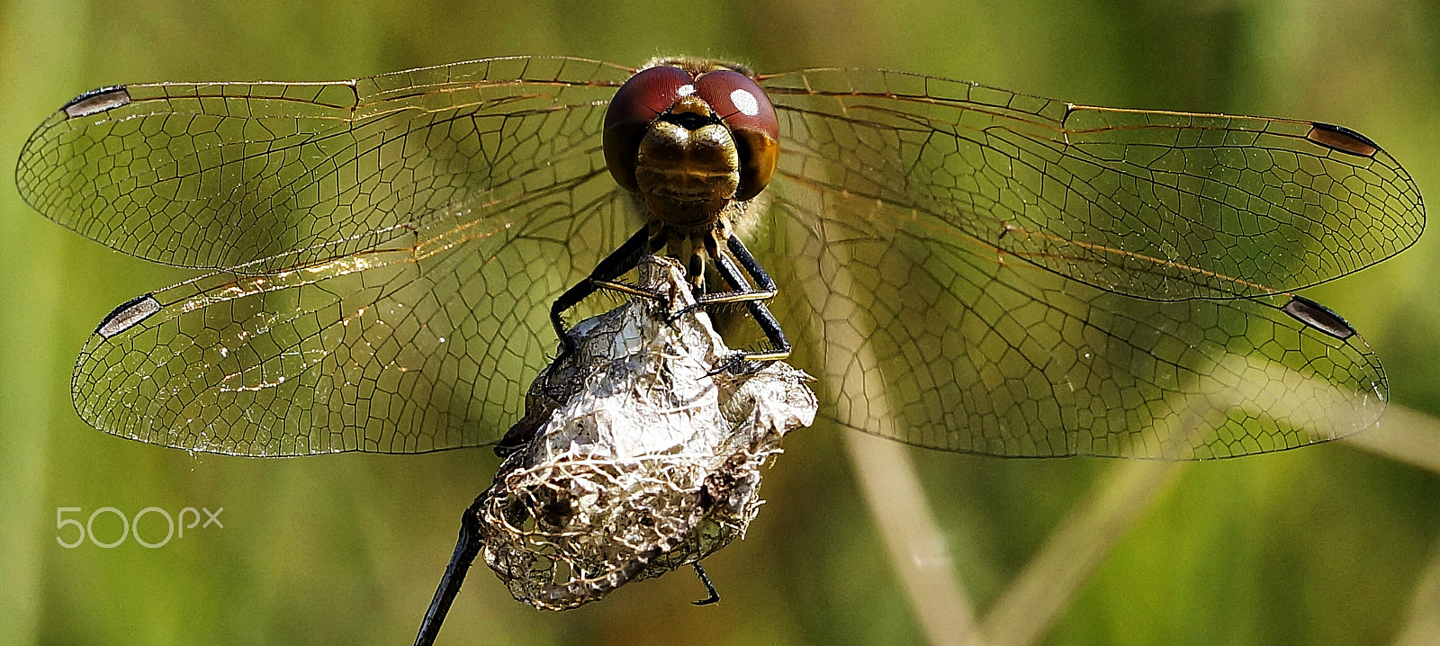 Sony SLT-A57 sample photo. Dragonfly photography