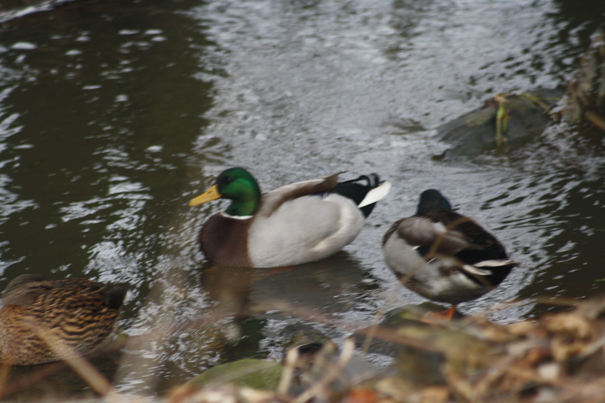 Canon EF 80-200mm F4.5-5.6 II sample photo. Img photography