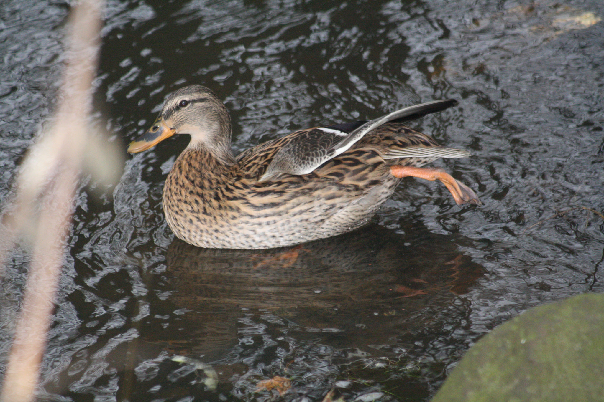 Canon EF 80-200mm F4.5-5.6 II sample photo. Img photography