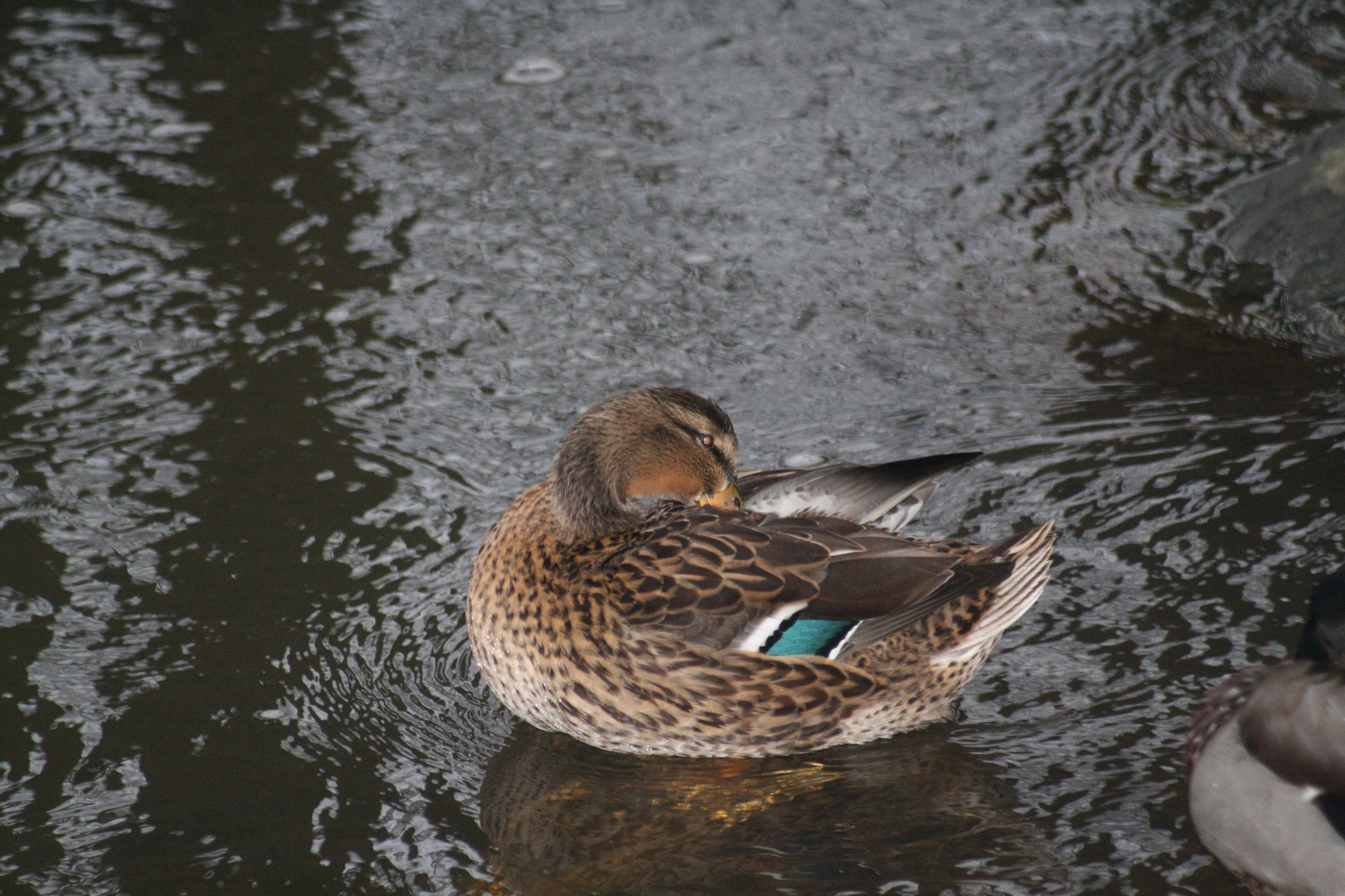 Canon EF 80-200mm F4.5-5.6 II sample photo. Img photography