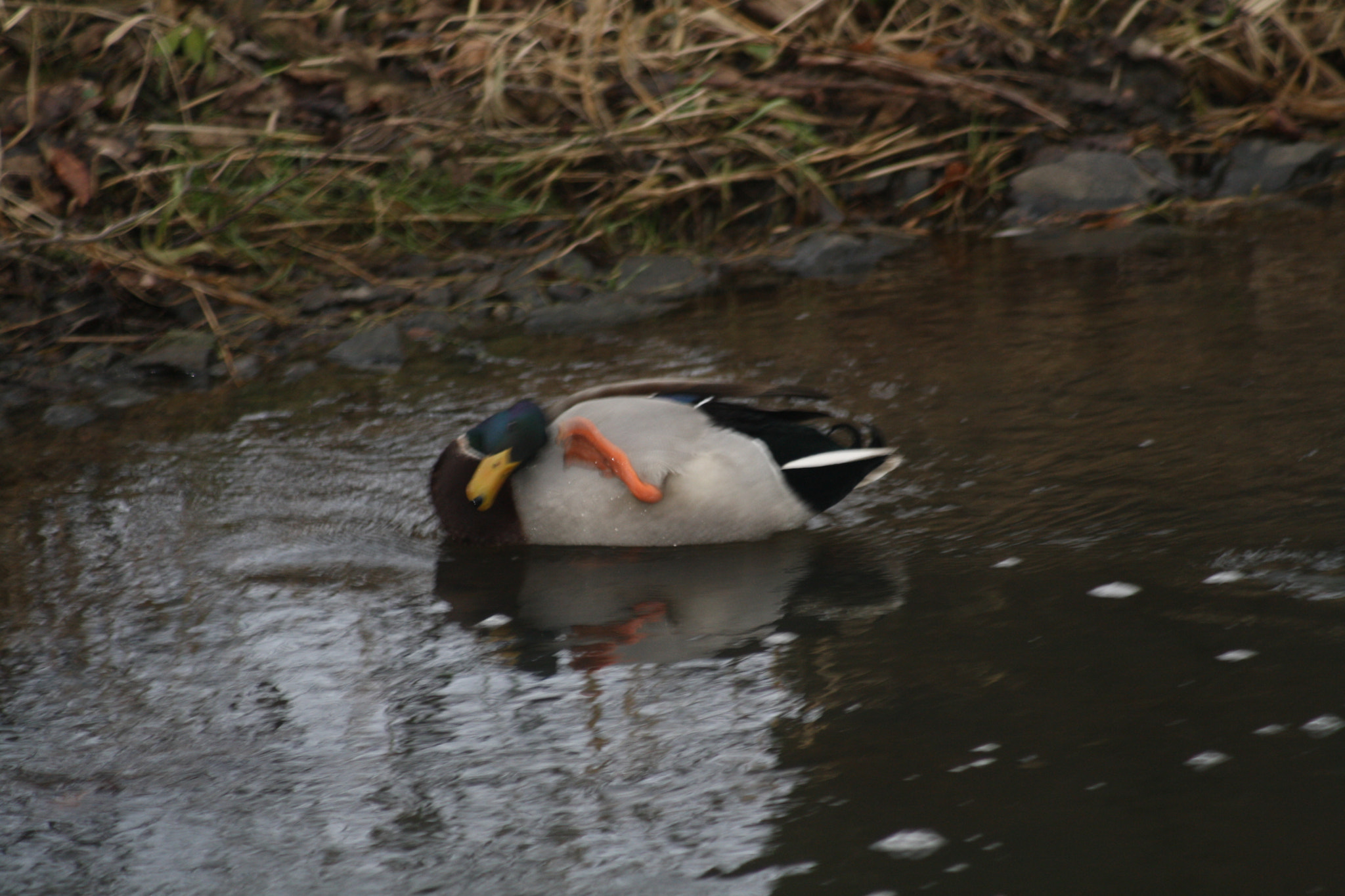 Canon EF 80-200mm F4.5-5.6 II sample photo. Img photography