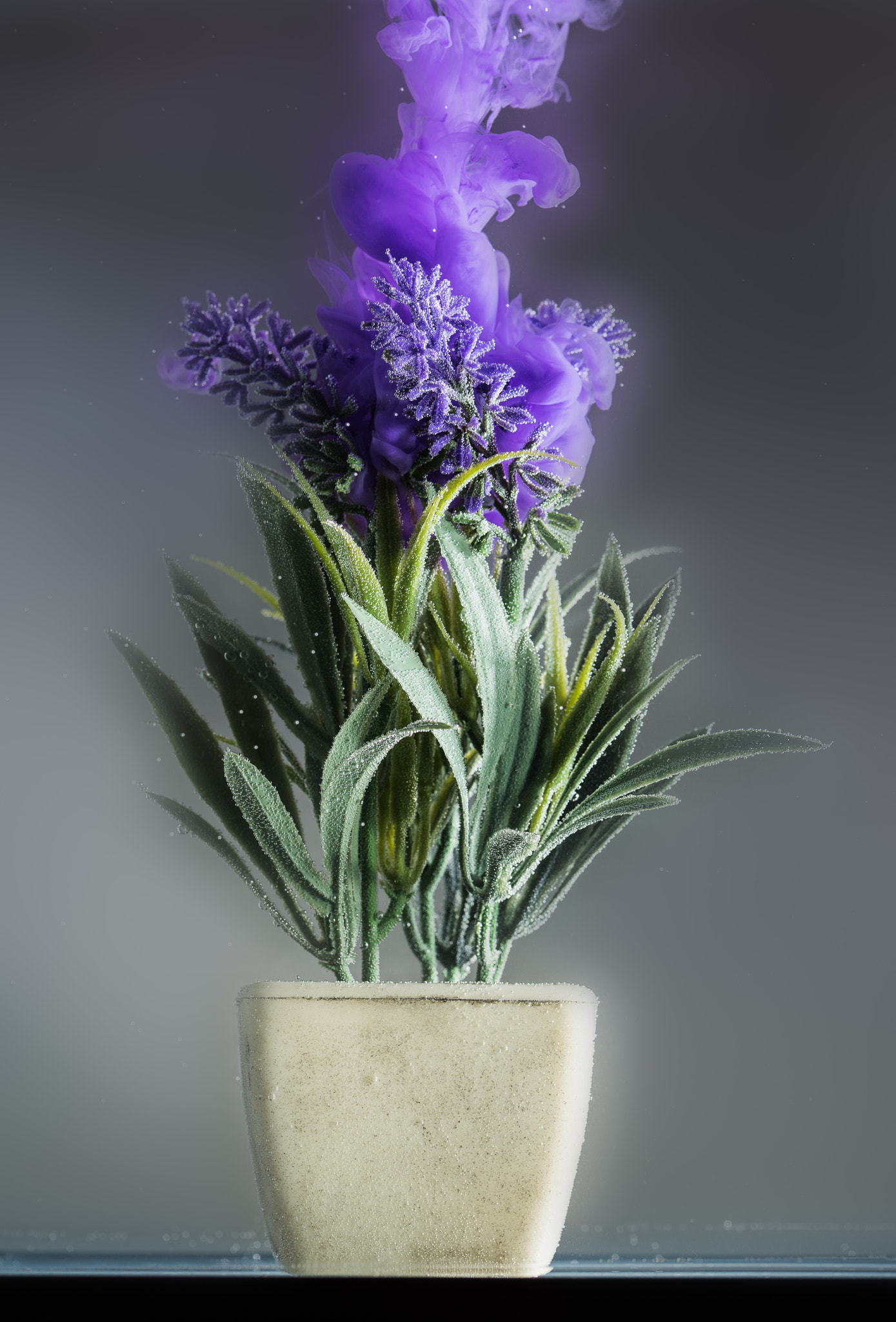 Sigma 105mm F2.8 EX DG OS HSM sample photo. Smoking lavender photography