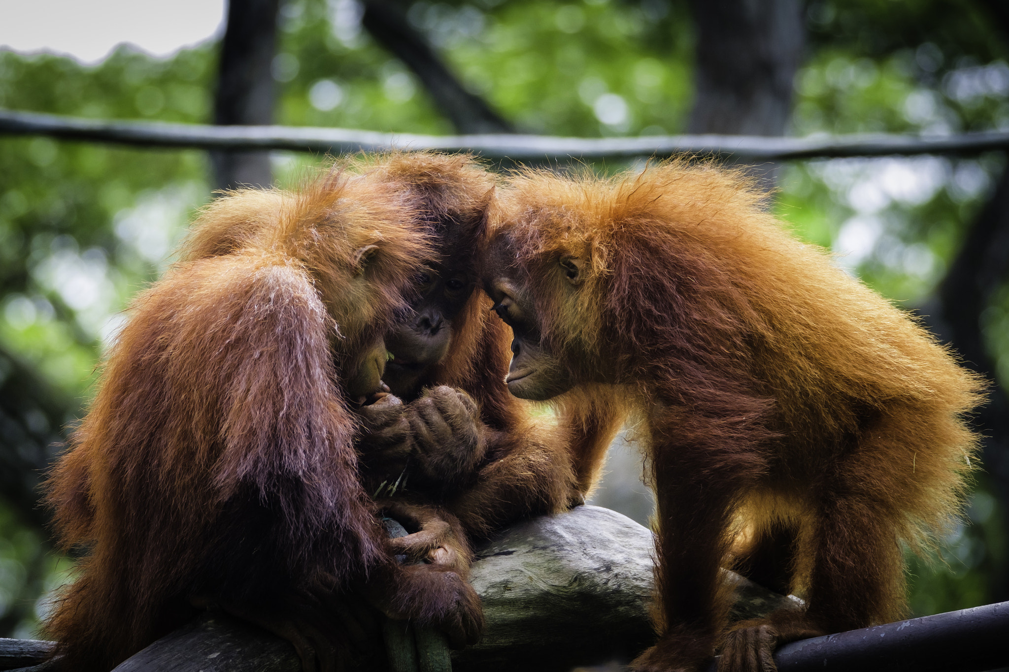 XF100-400mmF4.5-5.6 R LM OIS WR + 1.4x sample photo. Escape committee photography