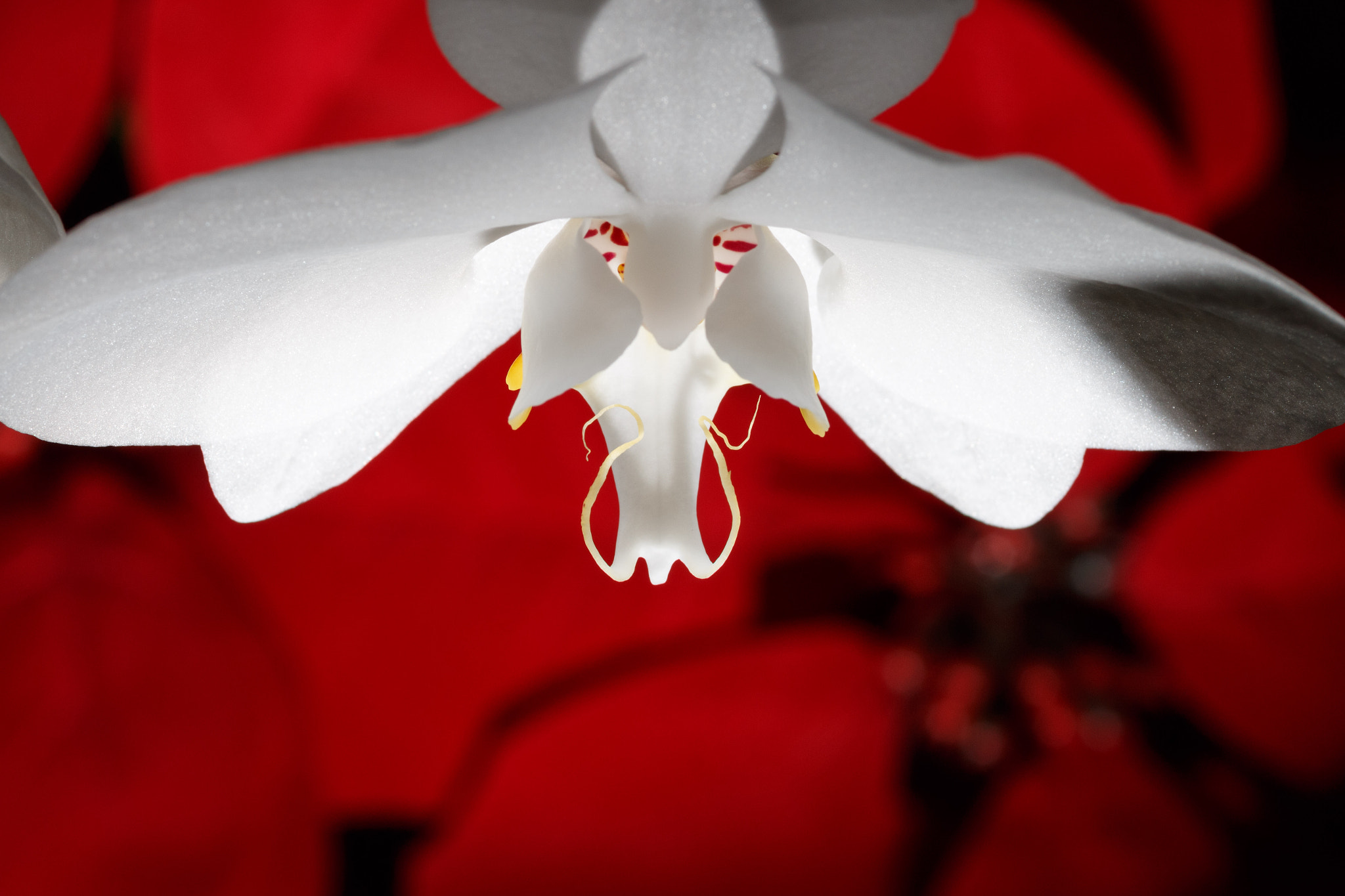 Sigma 105mm F2.8 EX DG Macro sample photo. White over red photography
