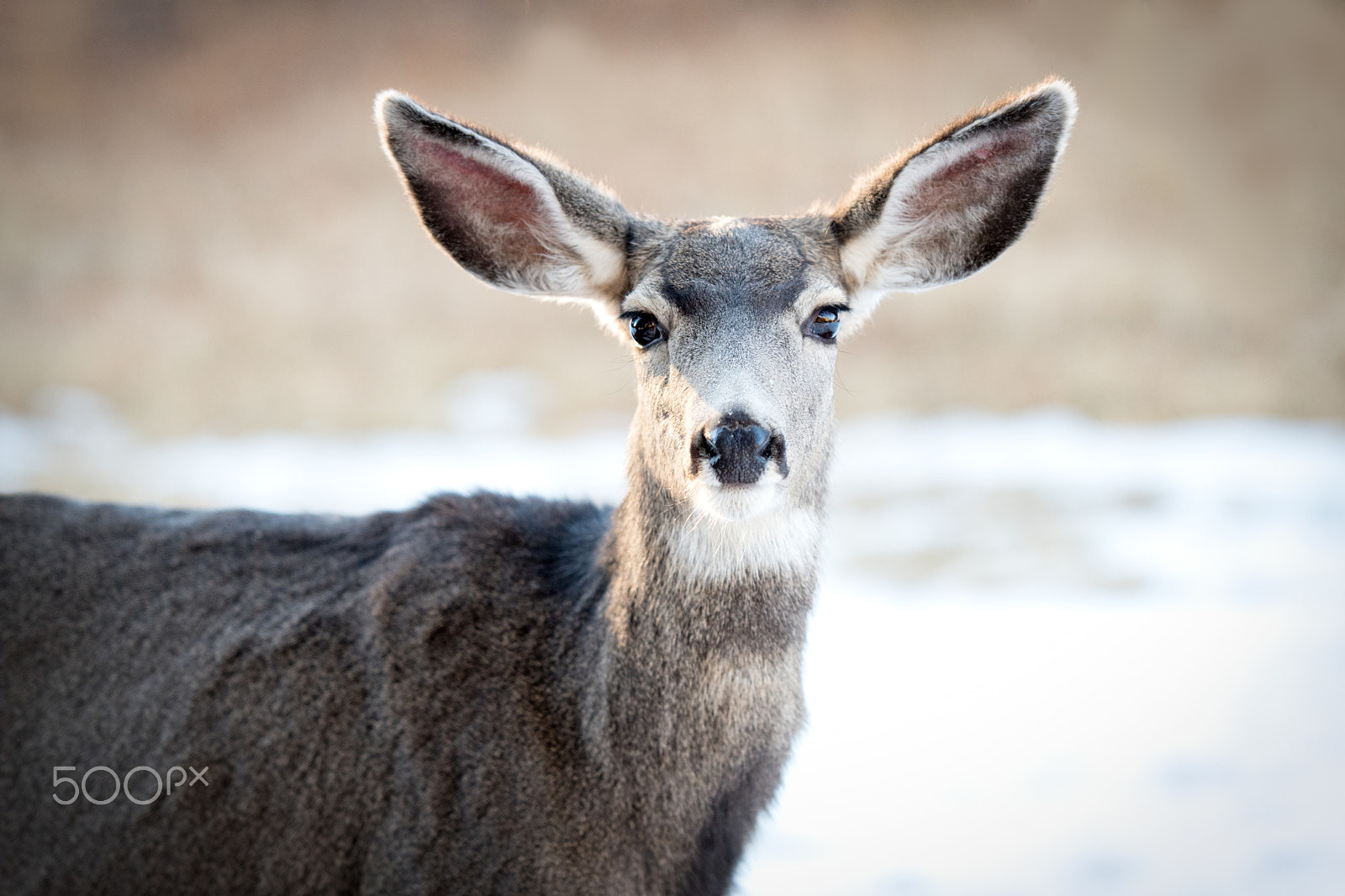 Nikon AF-S Nikkor 200mm F2G ED VR II sample photo. Hello deer photography
