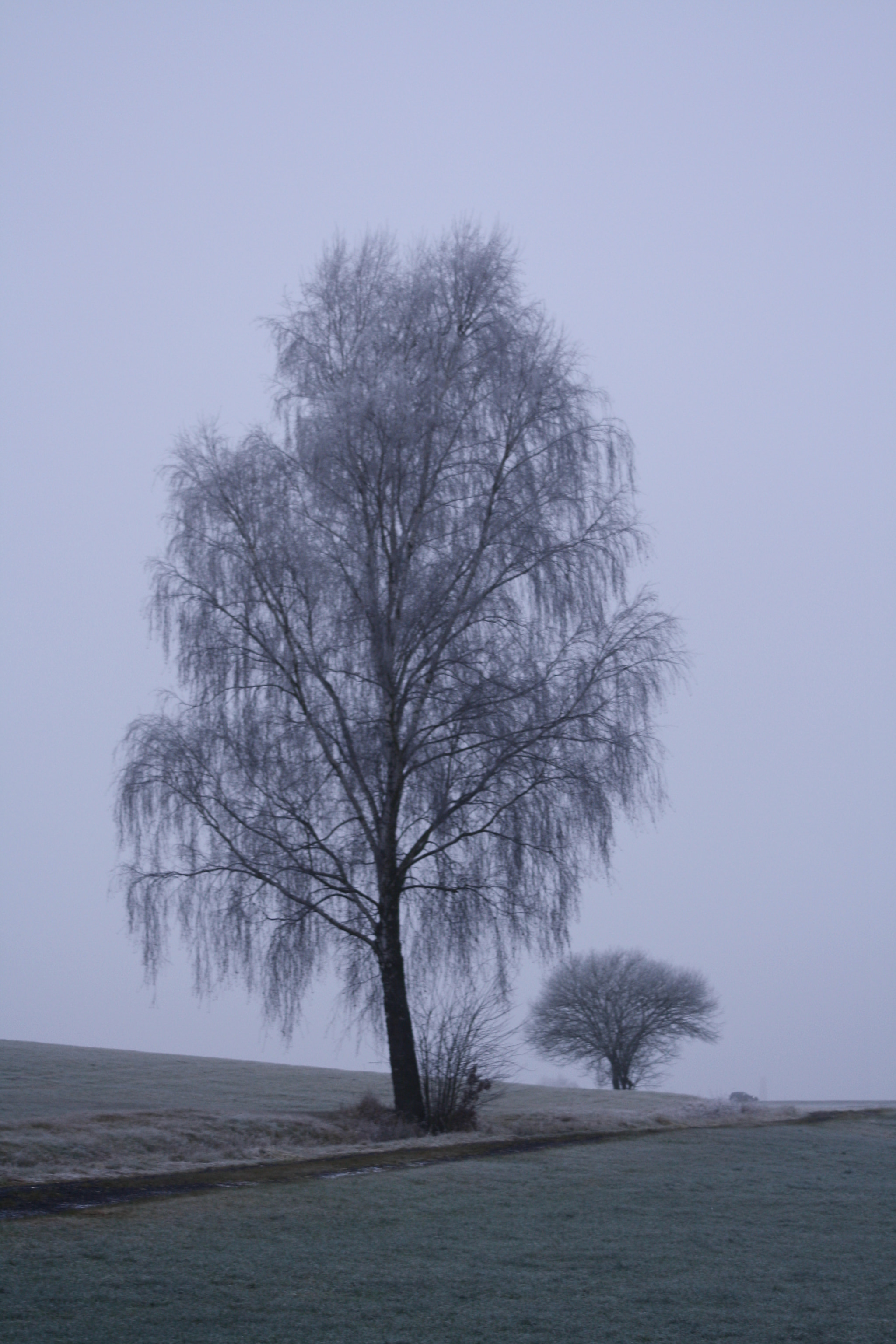 Canon EF 80-200mm F4.5-5.6 II sample photo. Schneebäume photography
