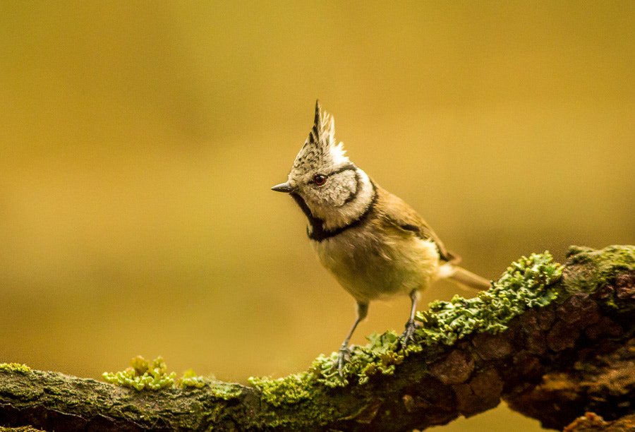 Canon EOS 60D + Canon EF 300mm F4L IS USM sample photo