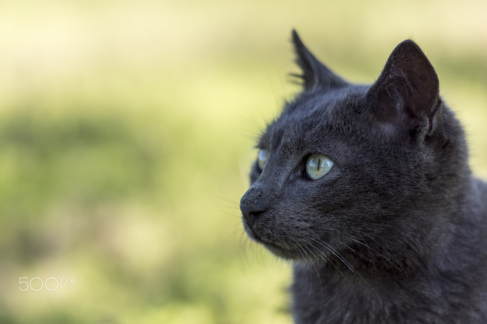 Sony 85mm F2.8 SAM sample photo. A thoughtful cat photography