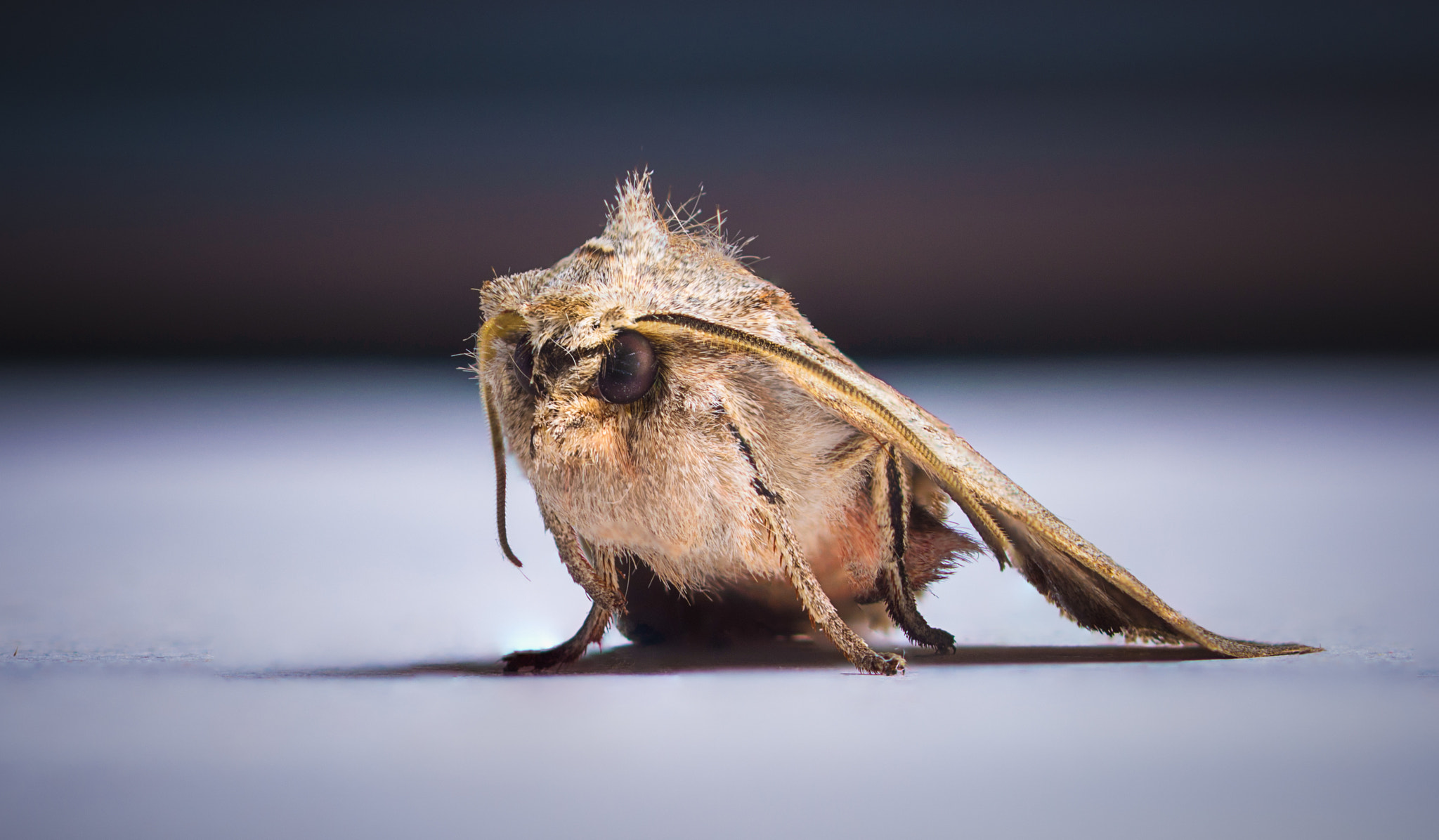 Cosina AF 100mm F3.5 Macro sample photo. Friendly little moth photography