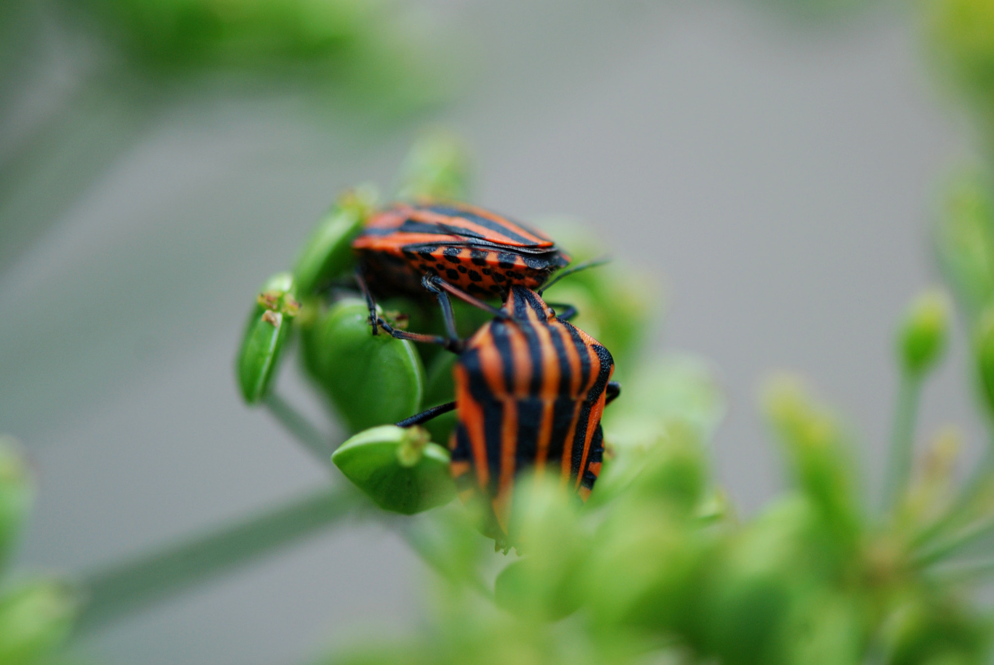 Nikon AF-S Micro-Nikkor 105mm F2.8G IF-ED VR sample photo. Having a good time photography