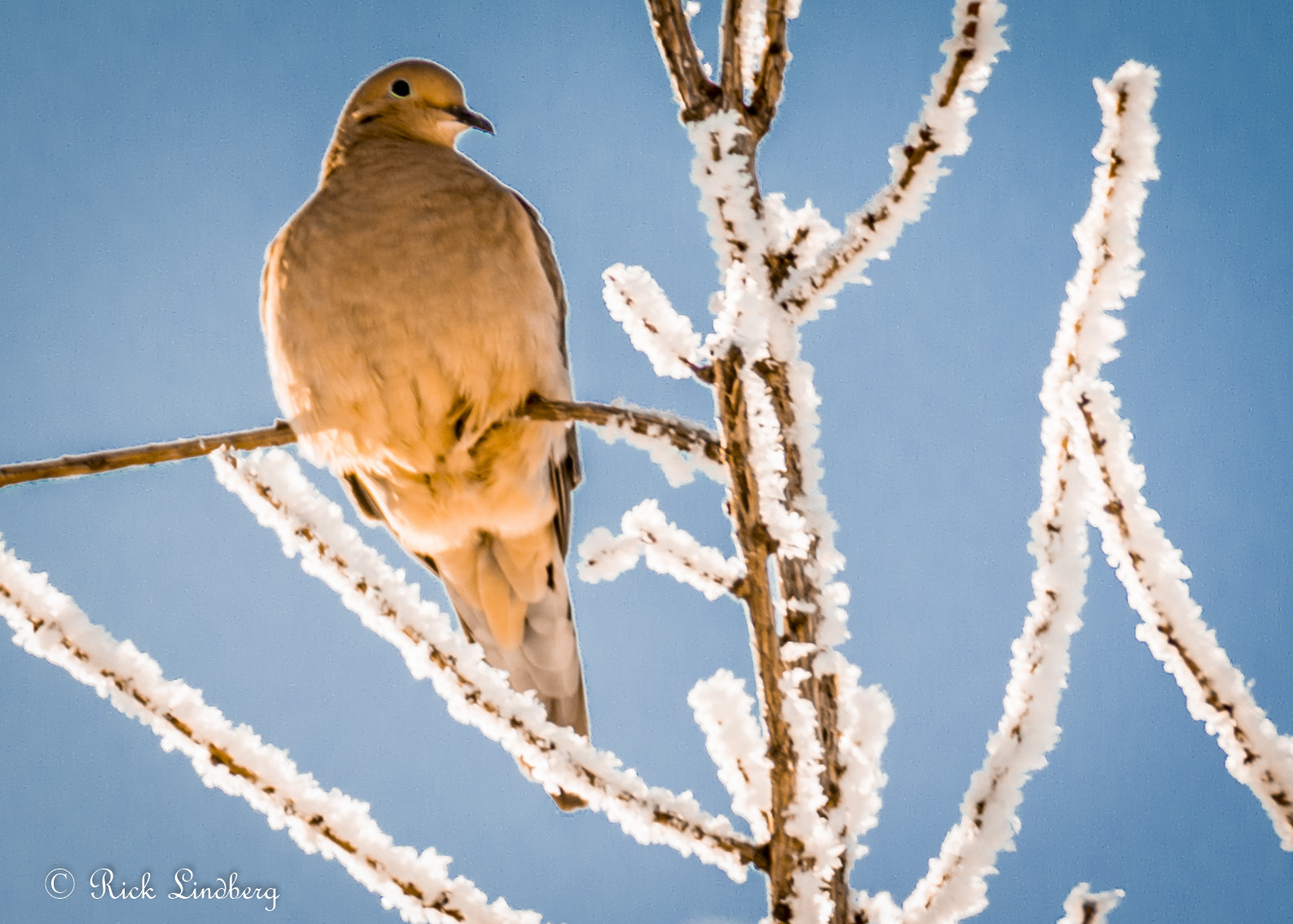 Pentax K-5 sample photo. Lone dove photography