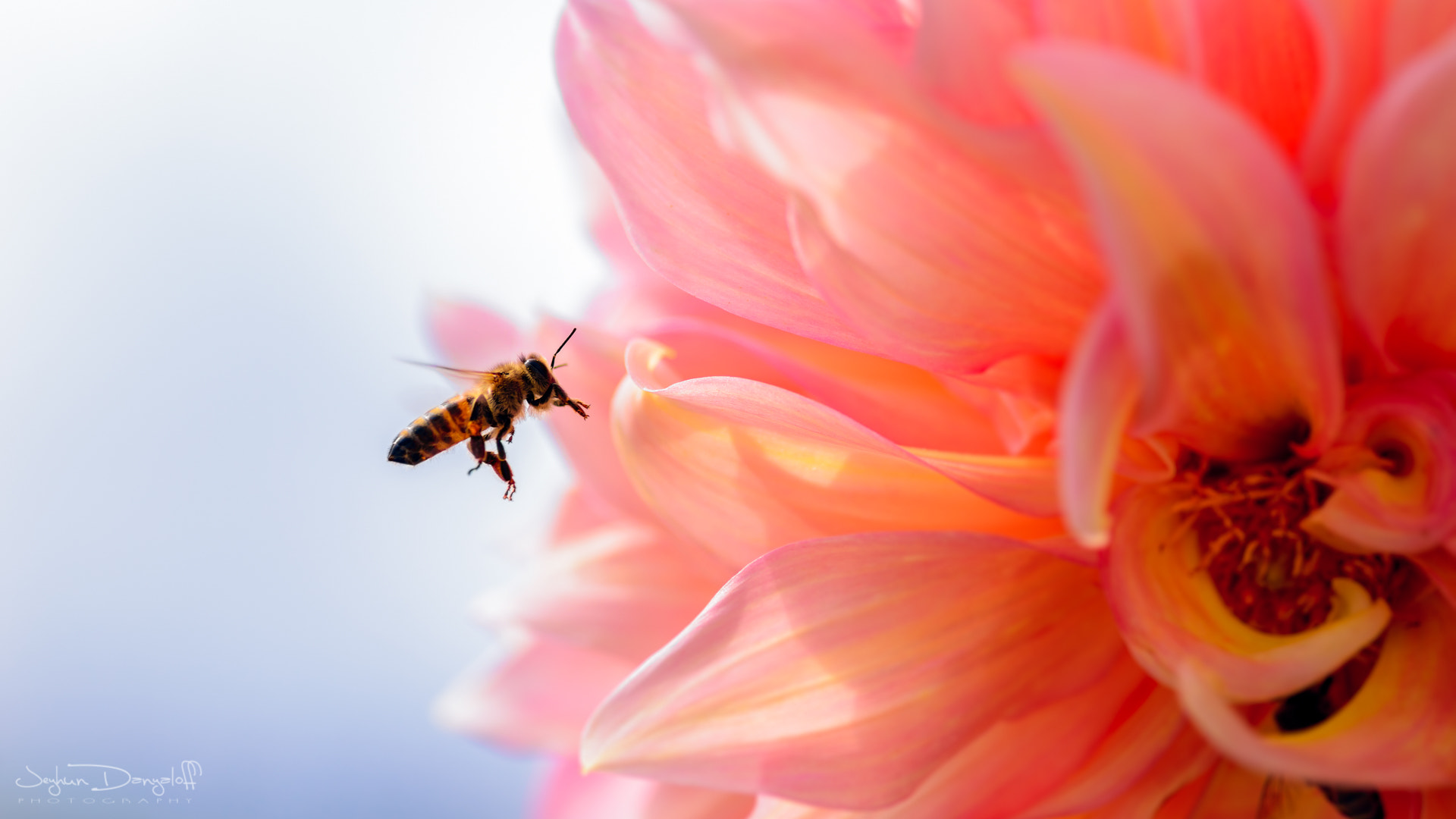 Tokina AT-X Pro 100mm F2.8 Macro sample photo. Weightlessness photography