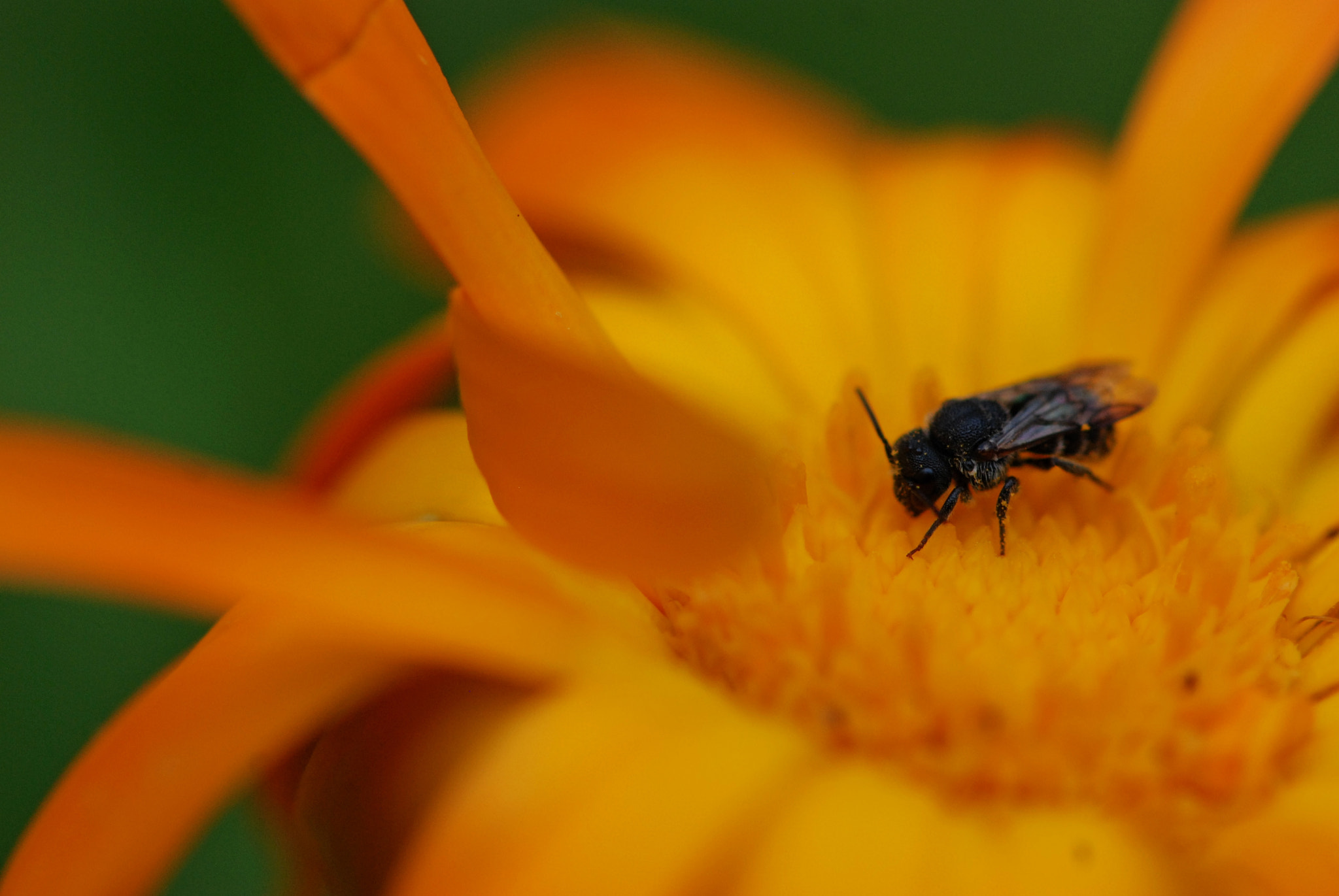 Nikon AF-S Micro-Nikkor 105mm F2.8G IF-ED VR sample photo. Orange photography