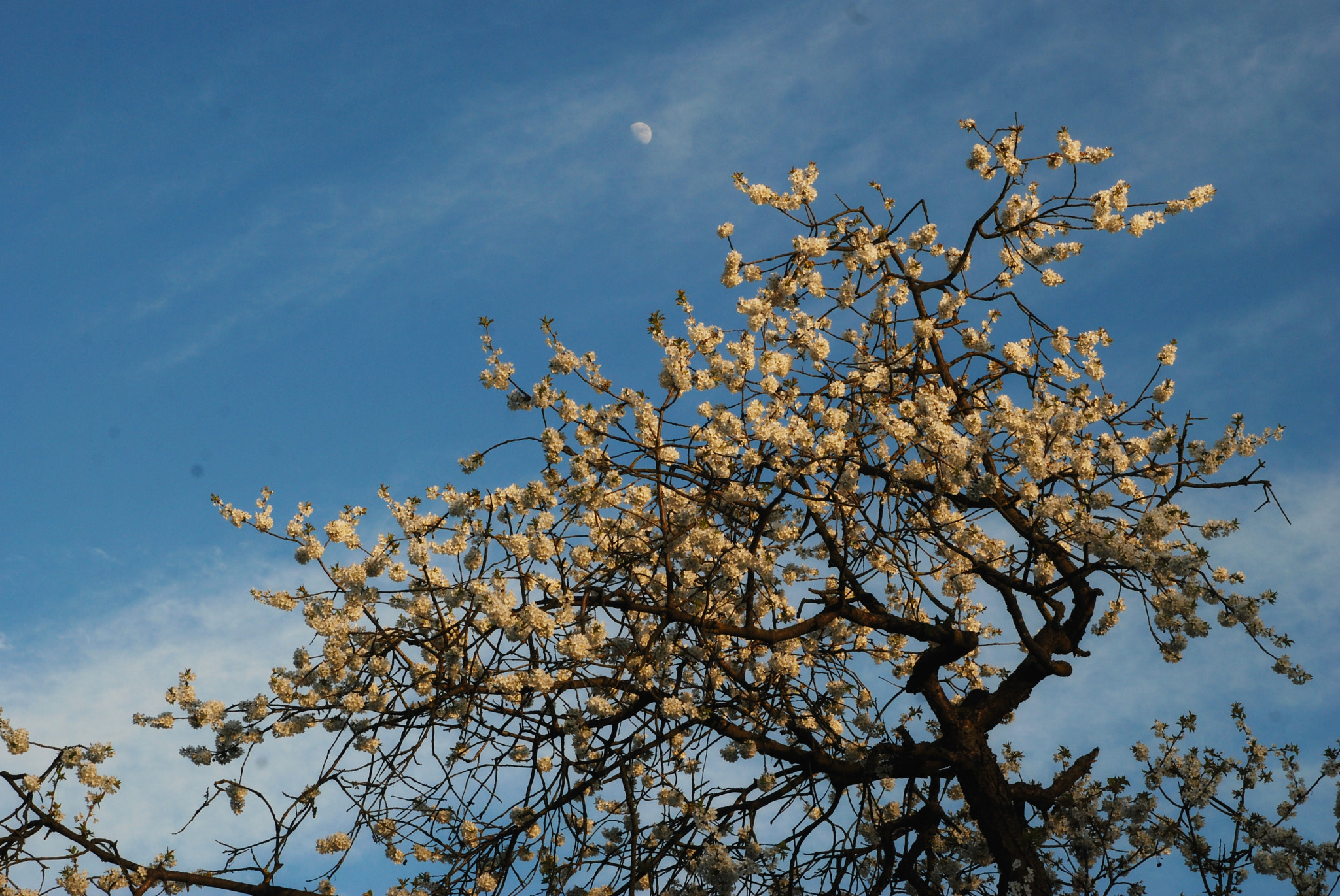 Nikon D80 sample photo. Spring is here photography