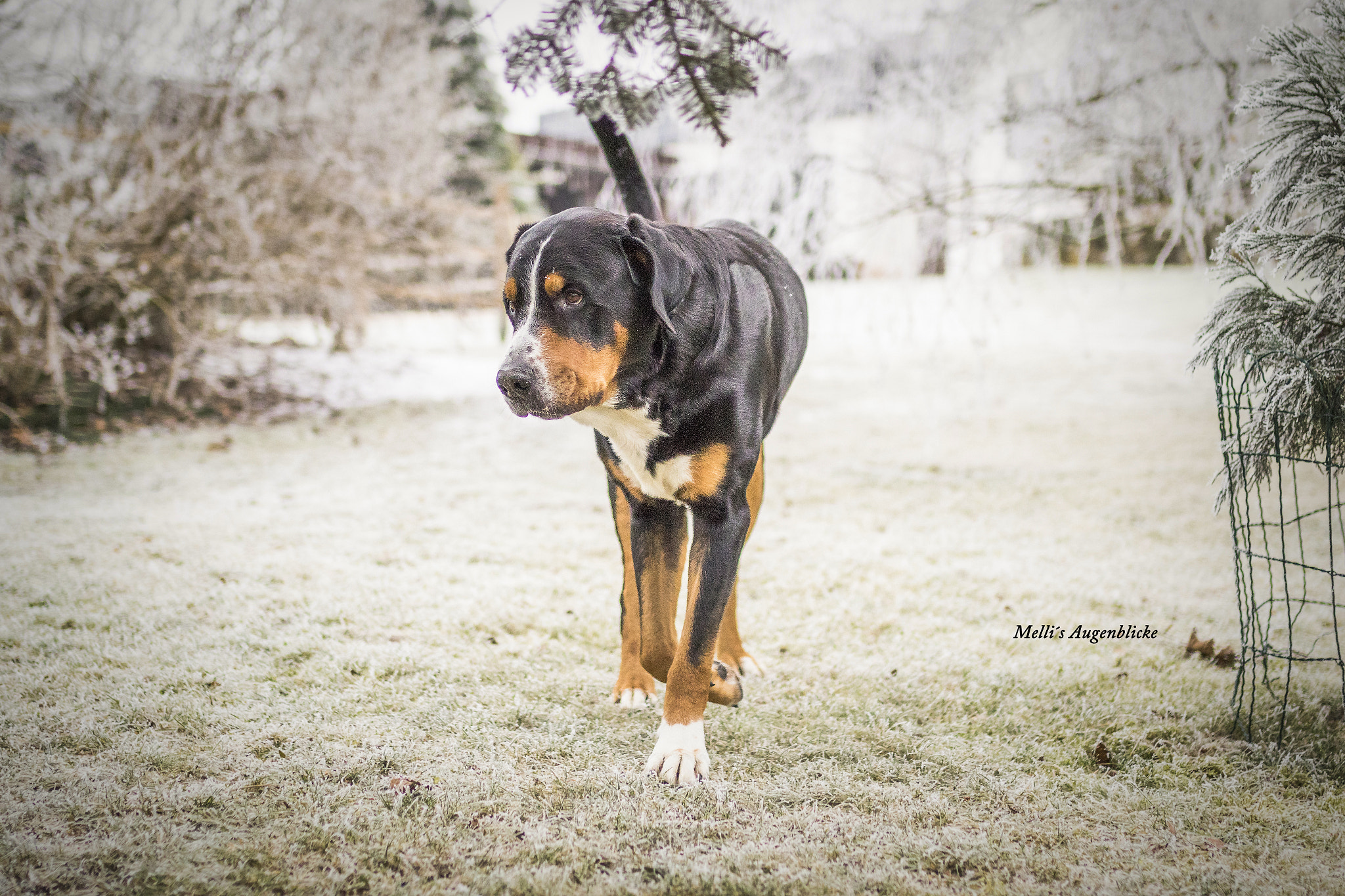 Sigma 35mm F1.4 DG HSM Art sample photo. Best friend... <3 photography