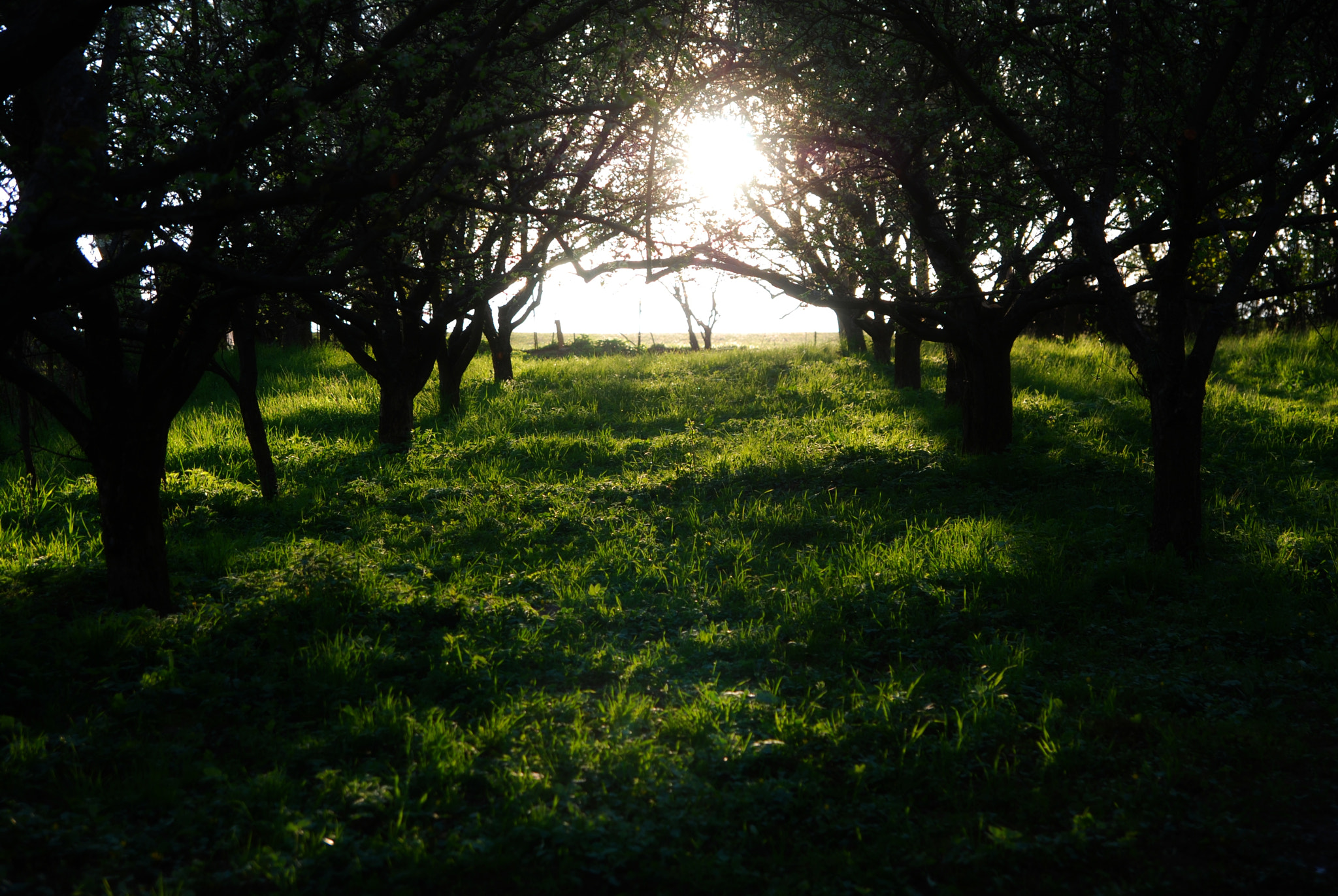 Nikon D80 sample photo. Sunset2 photography