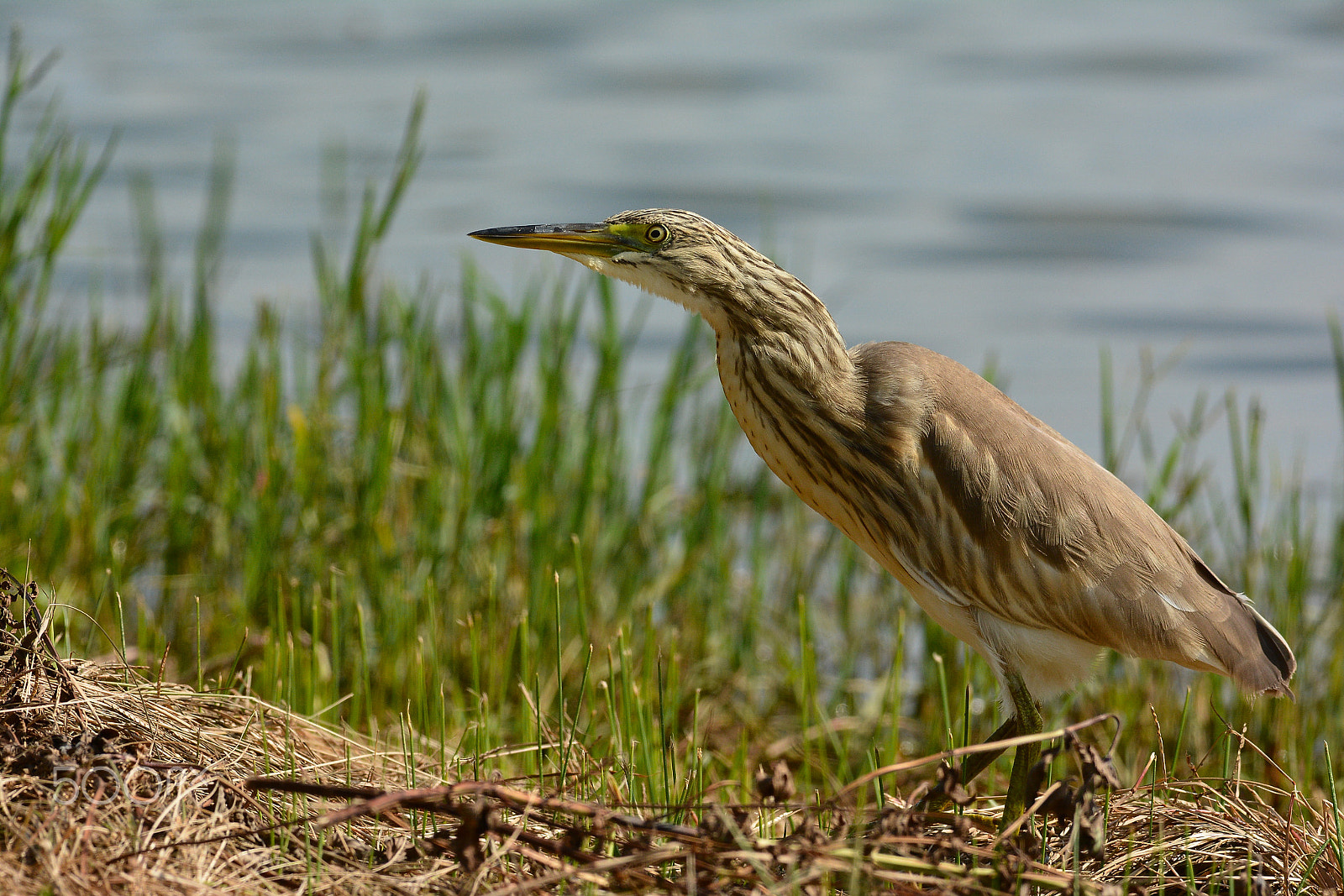 Nikon AF-S Nikkor 300mm F2.8G ED-IF VR sample photo. Sgarza ciufetto photography