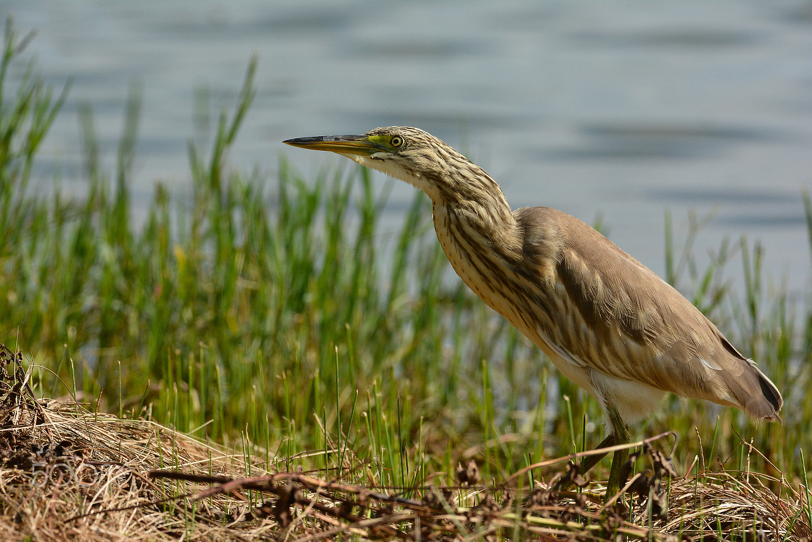 Nikon D7100 + Nikon AF-S Nikkor 300mm F2.8G ED-IF VR sample photo. Sgarza ciufetto photography