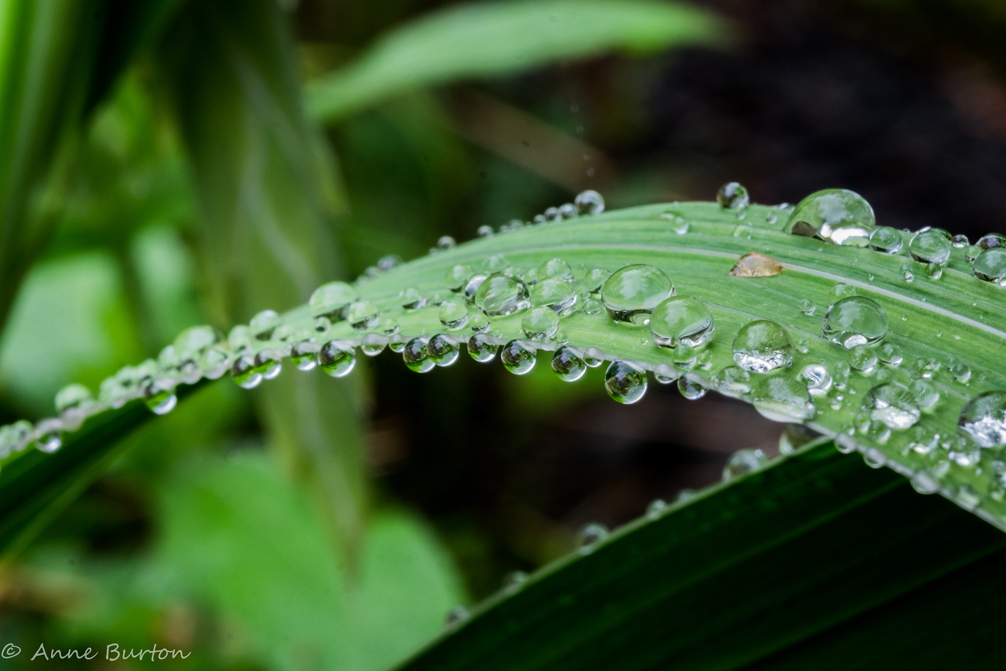 Fujifilm X-T1 + Fujifilm XF 60mm F2.4 R Macro sample photo. Leaf drops photography