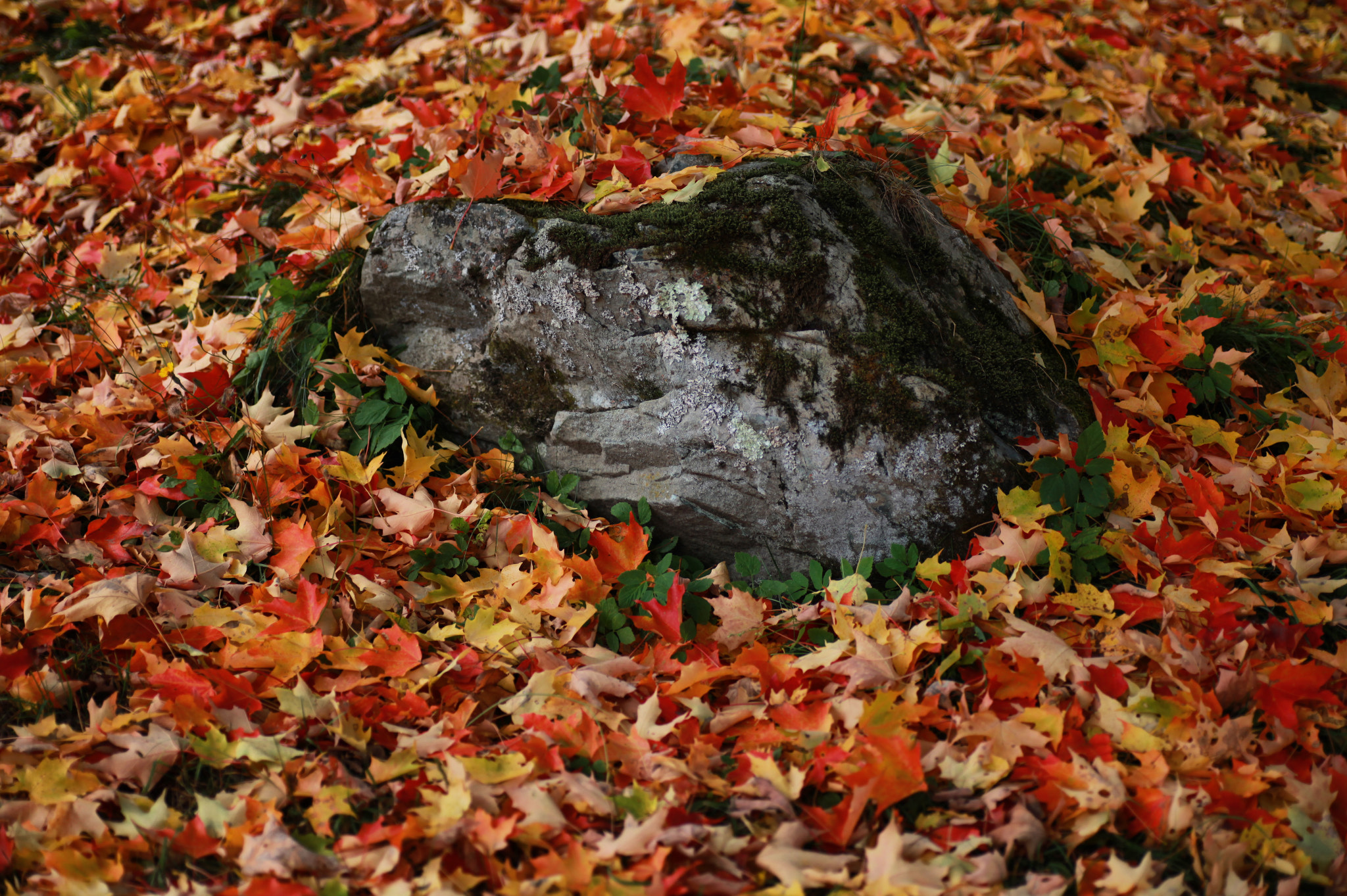 Canon EOS 5D Mark II + Tamron SP AF 90mm F2.8 Di Macro sample photo. Fall foliage in the eastern townships photography