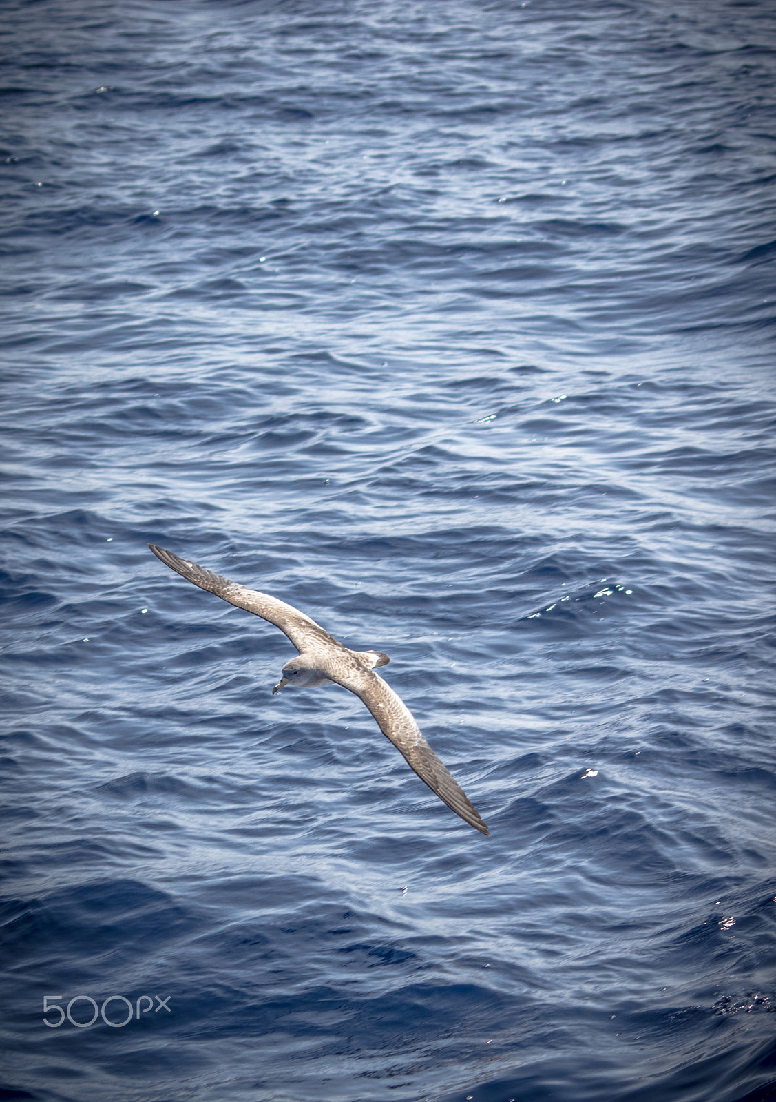 Sigma 70-300mm F4-5.6 APO DG Macro sample photo. Cory's shearwater photography
