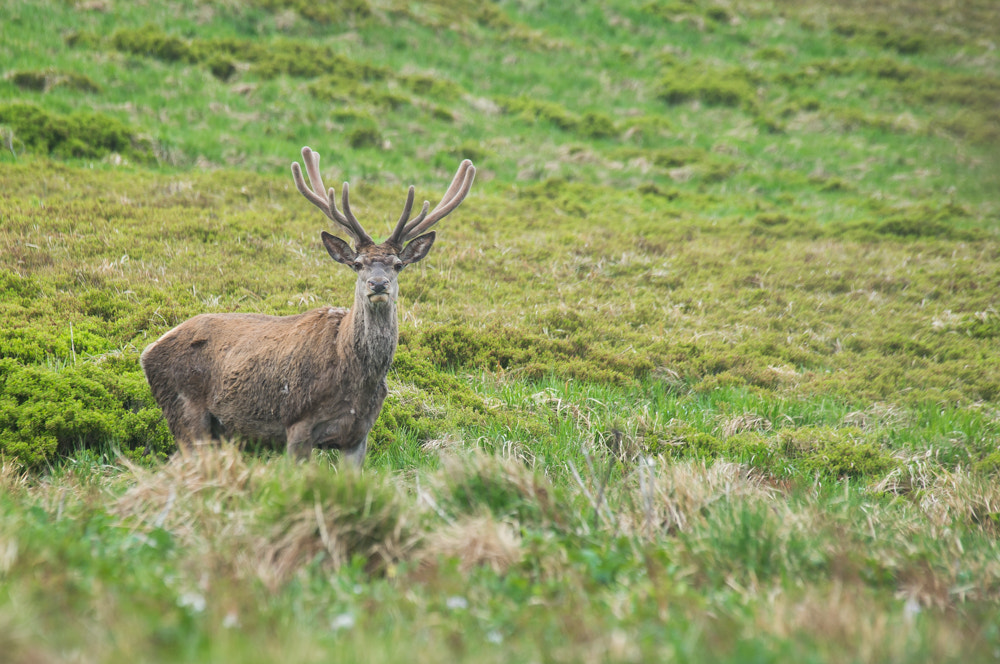 Nikon D600 sample photo. Deer photography