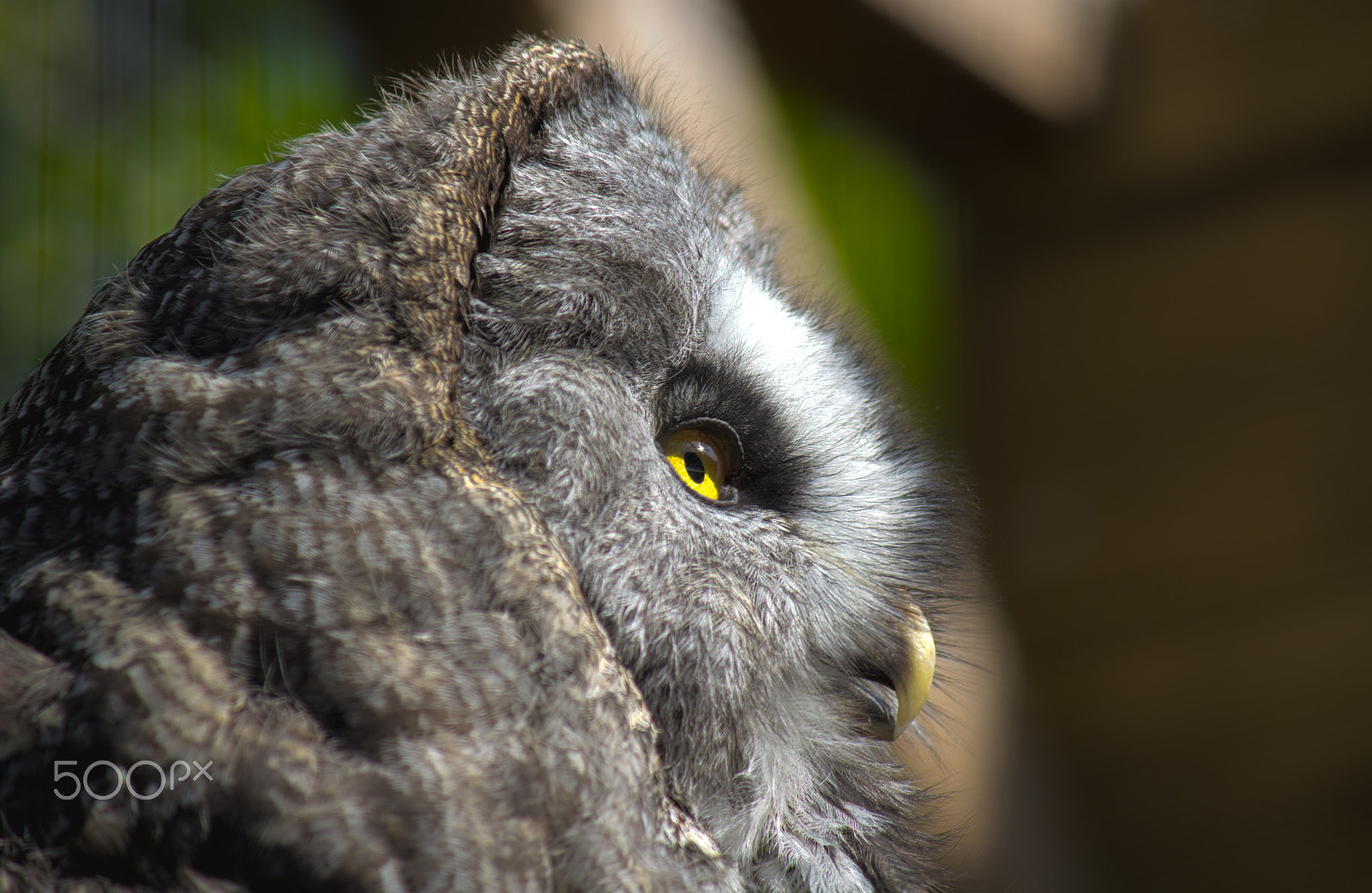 Canon EF-S 55-250mm F4-5.6 IS sample photo. Owl portrait photography