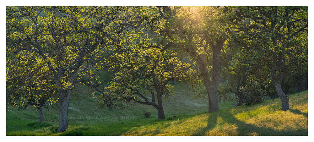 Sony a7R + Sony 70-300mm F4.5-5.6 G SSM sample photo. 2016 retrospective #3:  spring oaks photography