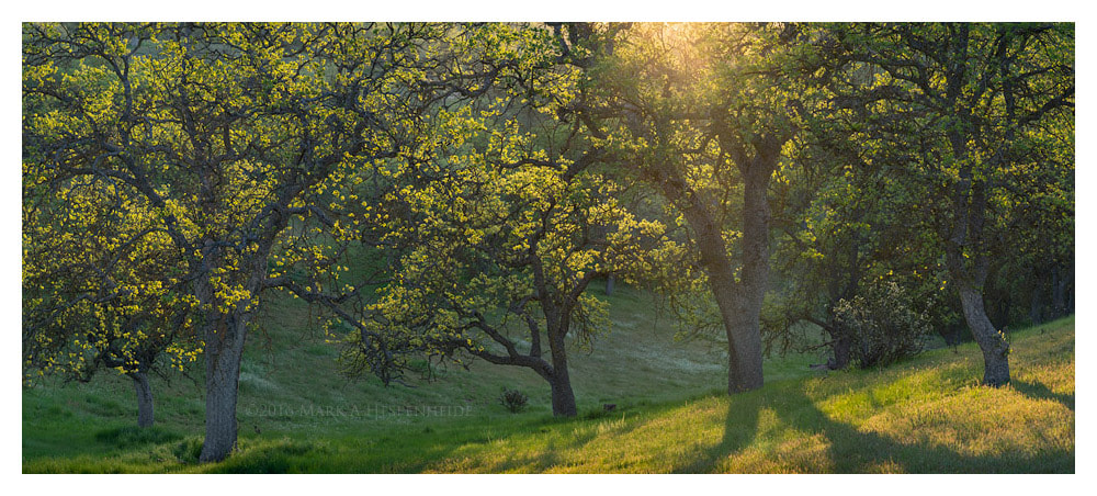 Sony 70-300mm F4.5-5.6 G SSM sample photo. 2016 retrospective #3:  spring oaks photography