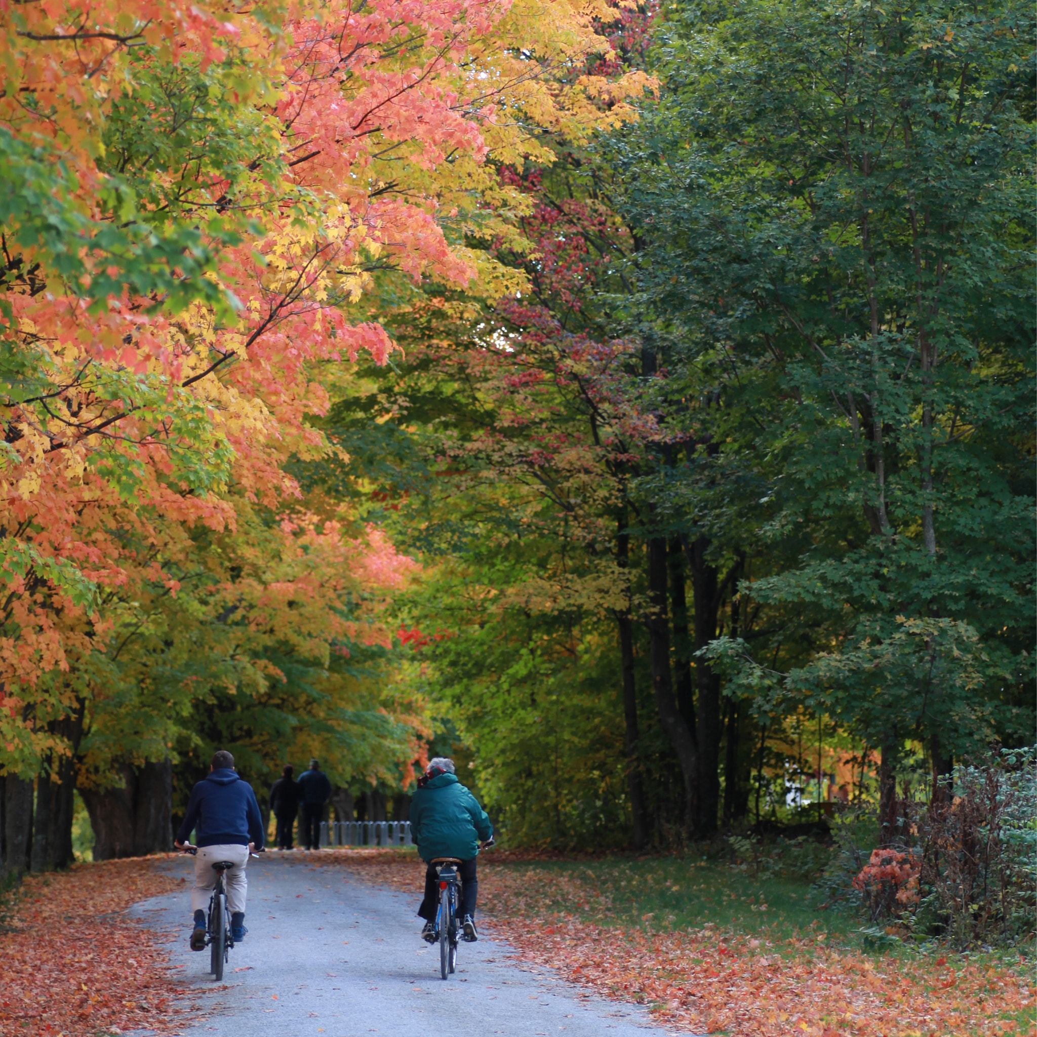 Canon EOS 5D Mark II + Tamron SP AF 90mm F2.8 Di Macro sample photo. Fall rides in the eastern townships photography