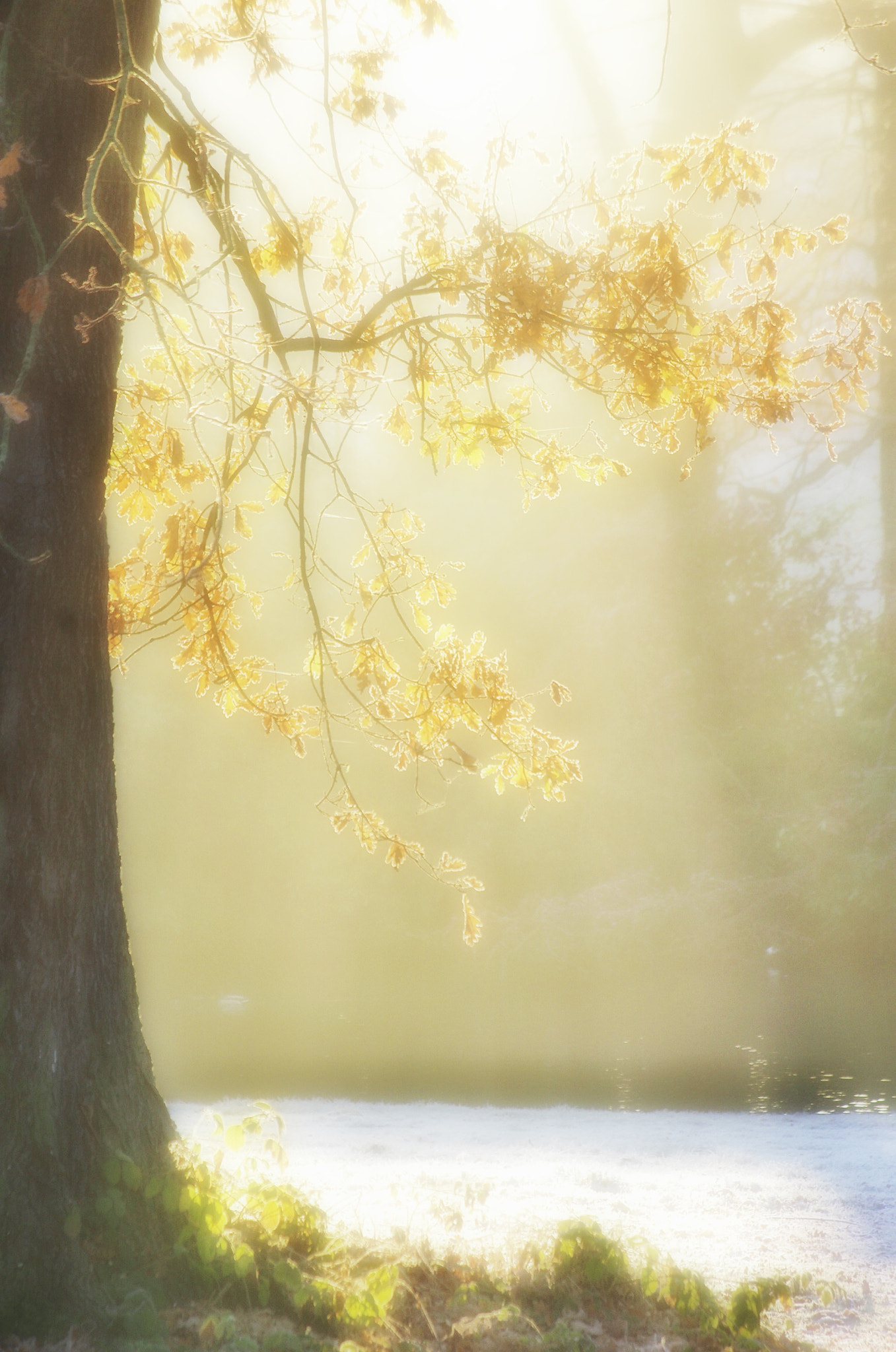 Pentax smc DA 50-200mm F4-5.6 ED WR sample photo. Hard frost in the wood photography