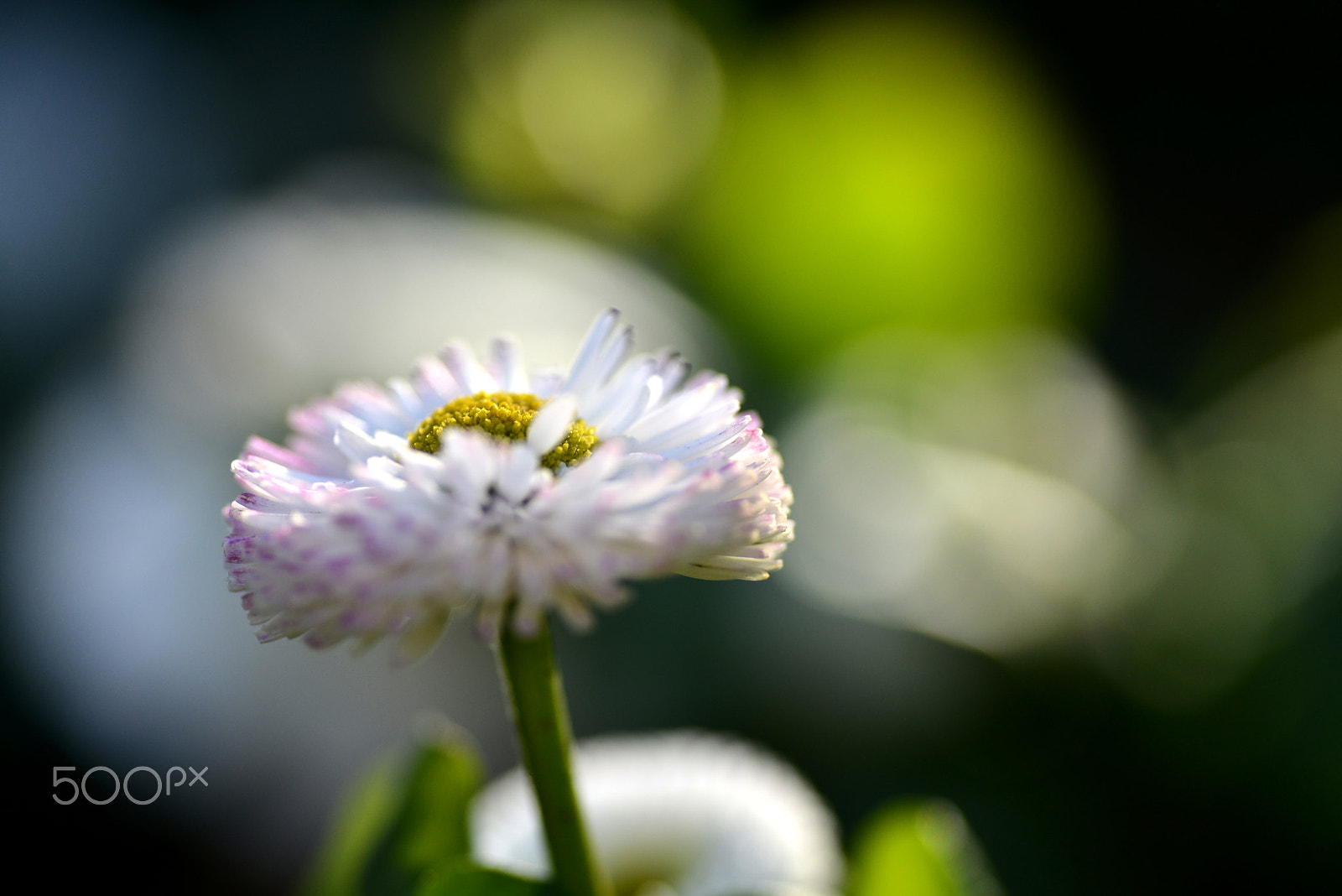 Nikon D600 sample photo. Sunny sparkling photography
