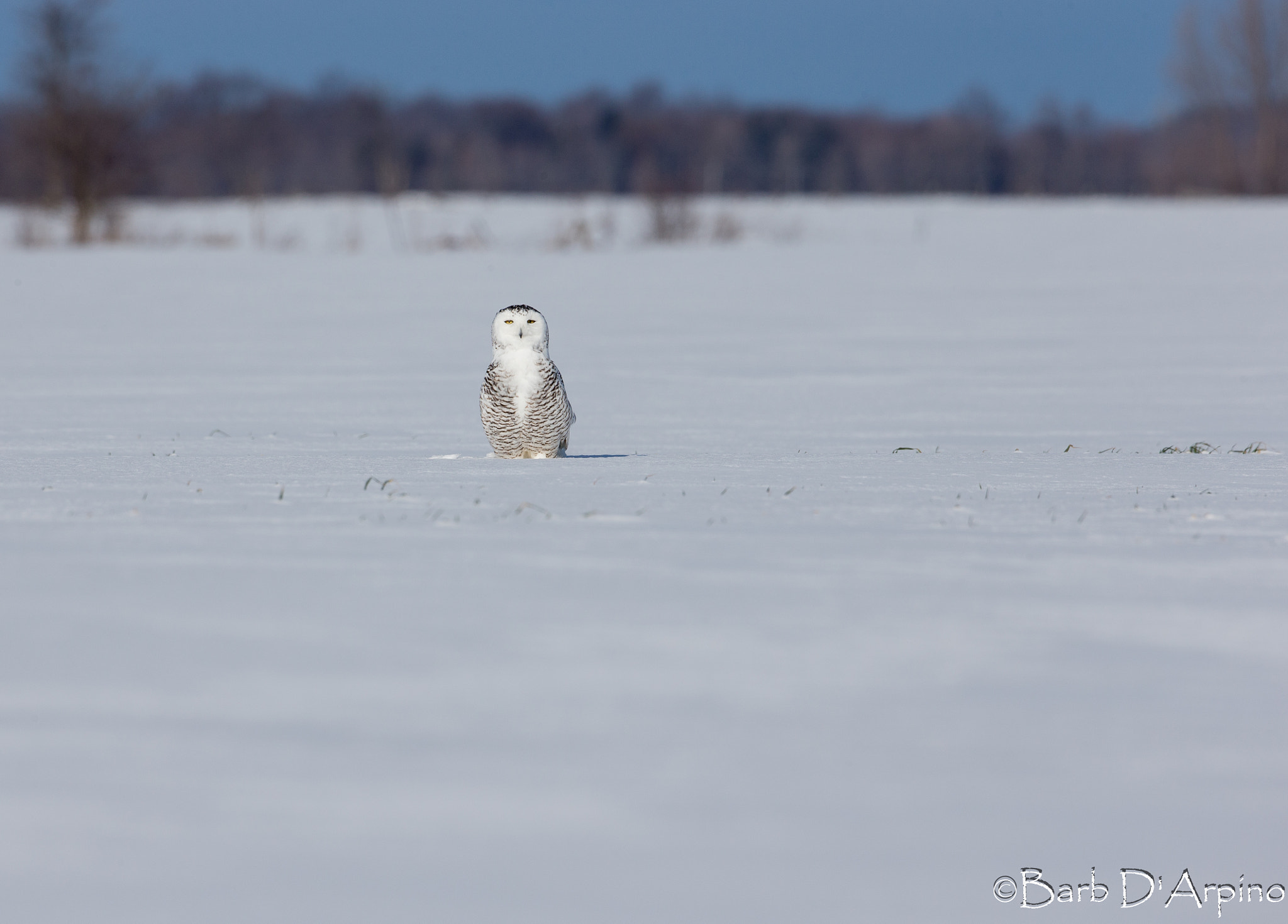 Canon EOS-1D X + Canon EF 500mm F4L IS USM sample photo. Female snowy owl photography
