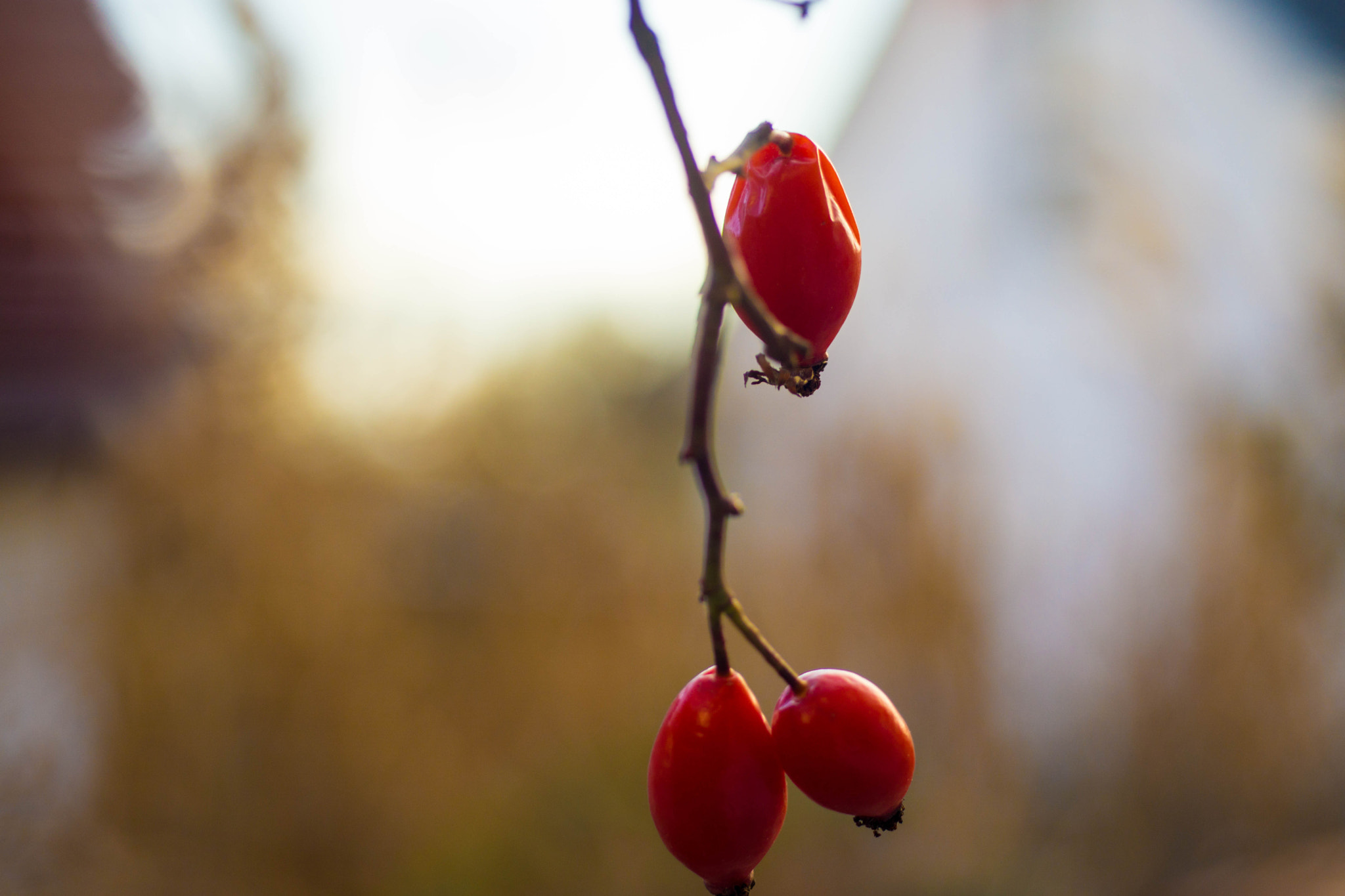 MACRO 50mm F2.8 sample photo. Hagebutten, jung und alt ! photography