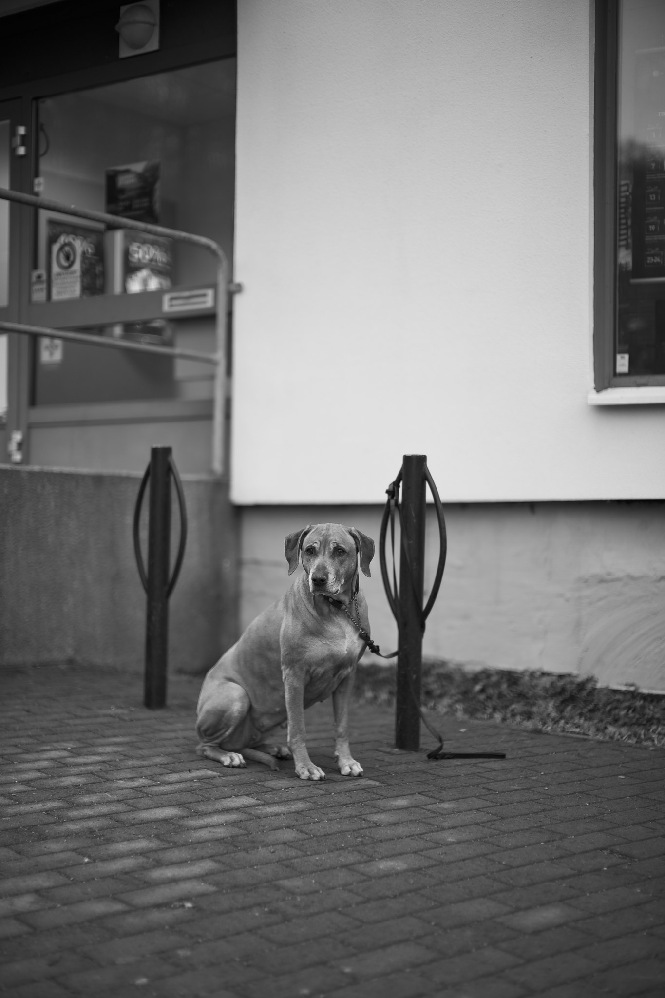 Leica Noctilux-M 50mm F0.95 ASPH sample photo. Not interested photography