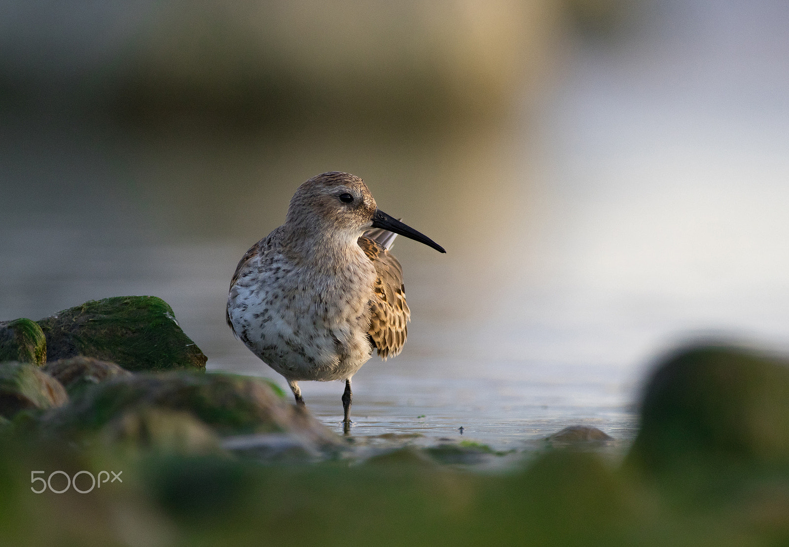 Pentax smc DA* 300mm F4.0 ED (IF) SDM sample photo. Dunlin 1 photography