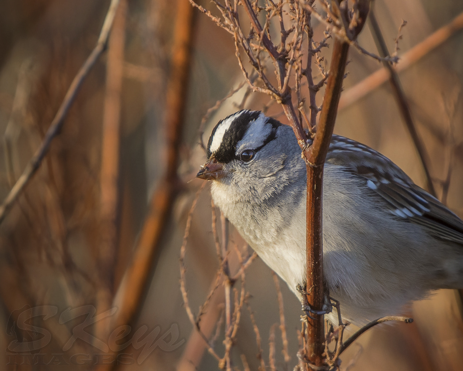 Sigma 500mm F4.5 EX DG HSM sample photo. White stripes (white-crowned sparrow) photography