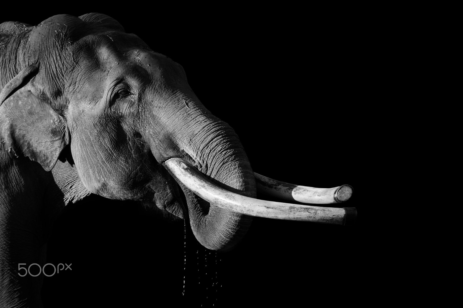 Sony DT 18-200mm F3.5-6.3 sample photo. Elephant drinking water photography