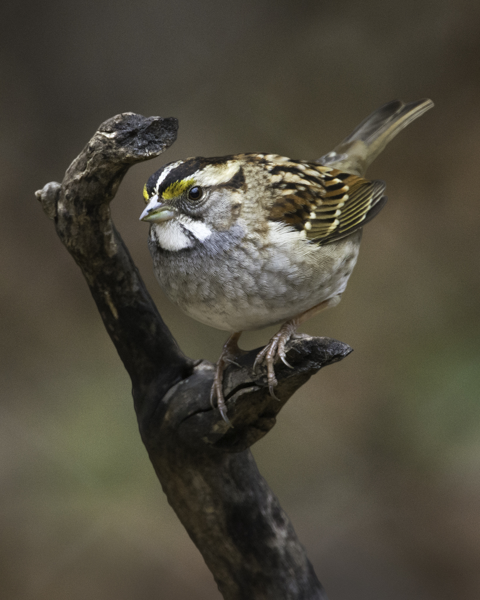 Nikon Nikkor AF-S 300mm F4E PF ED VR sample photo. White-throated sparrow photography